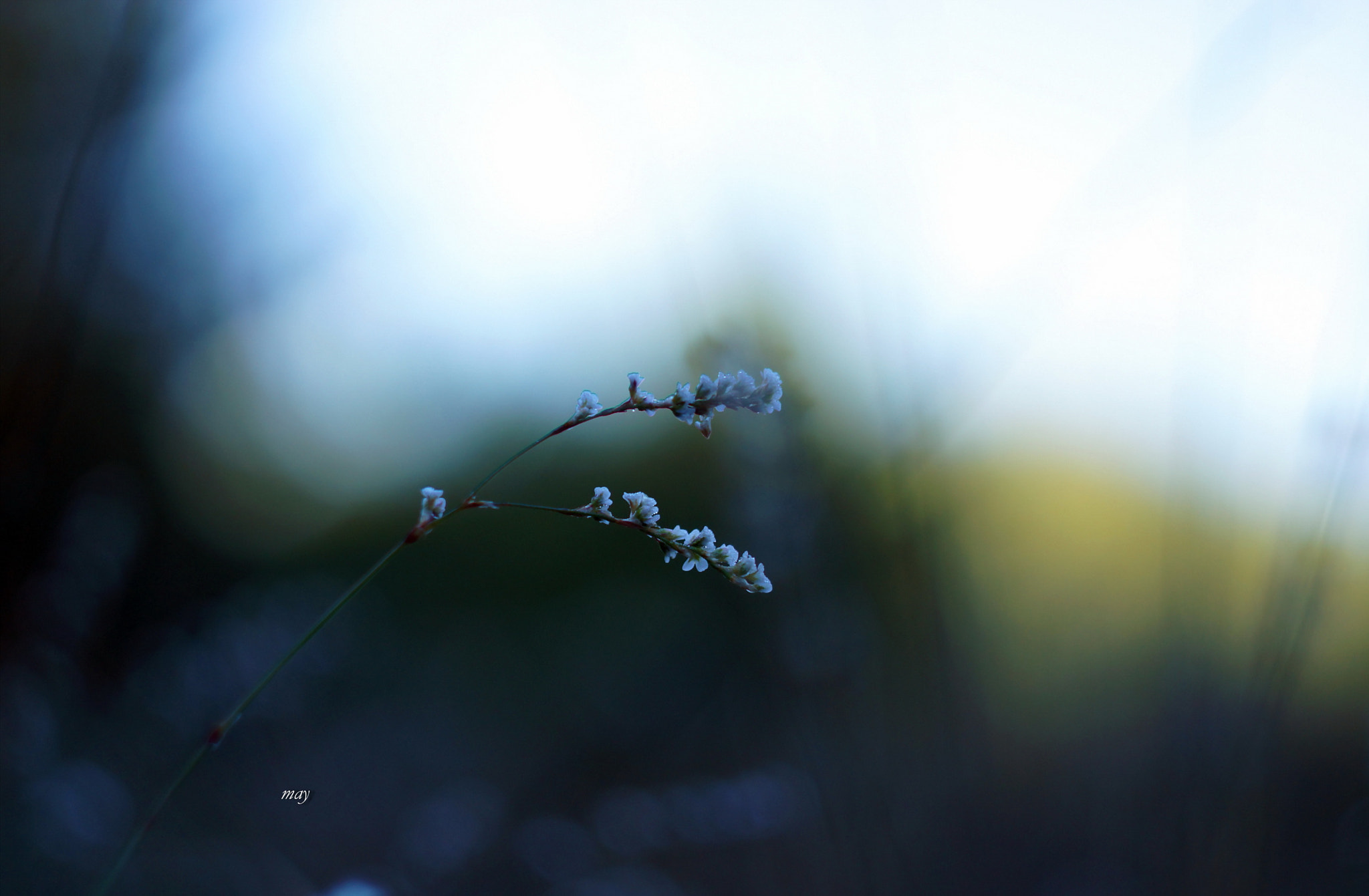 Sony SLT-A65 (SLT-A65V) sample photo. Morning melody.. photography