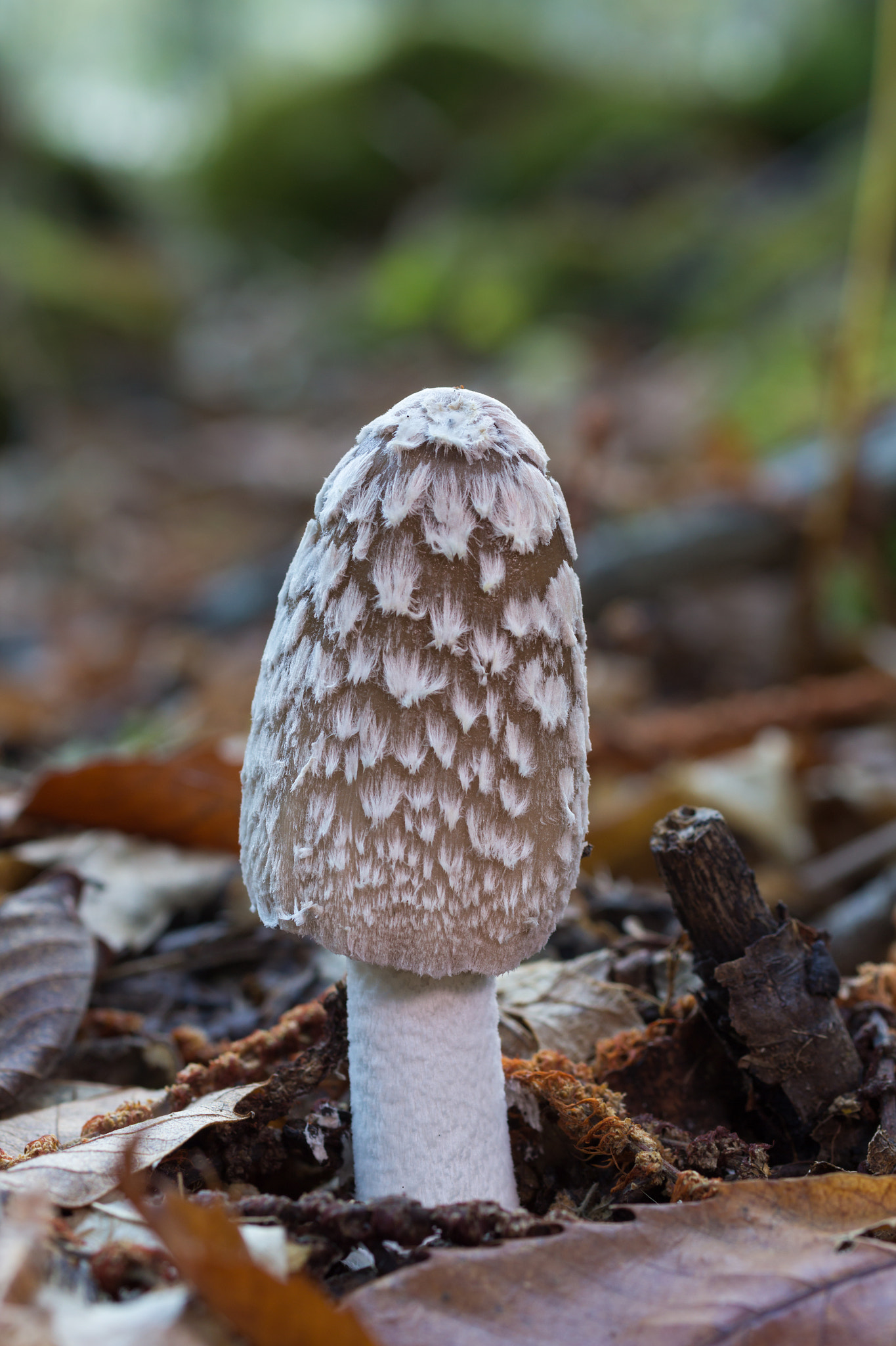 Sigma 50mm f/2.8 EX sample photo. Coprinopsis picacea photography