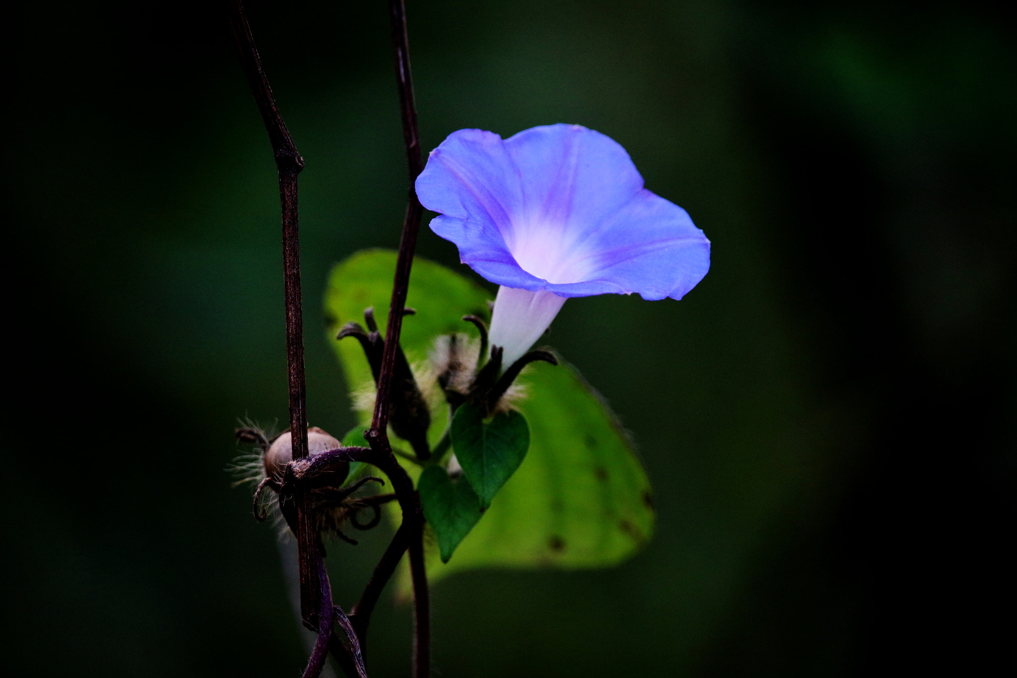 Canon EF-S 55-250mm F4-5.6 IS STM sample photo