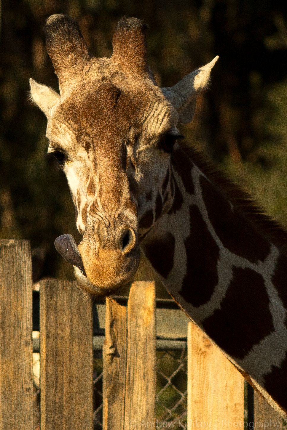 Canon EF 200mm F2.8L II USM sample photo. Giraffe portrait photography