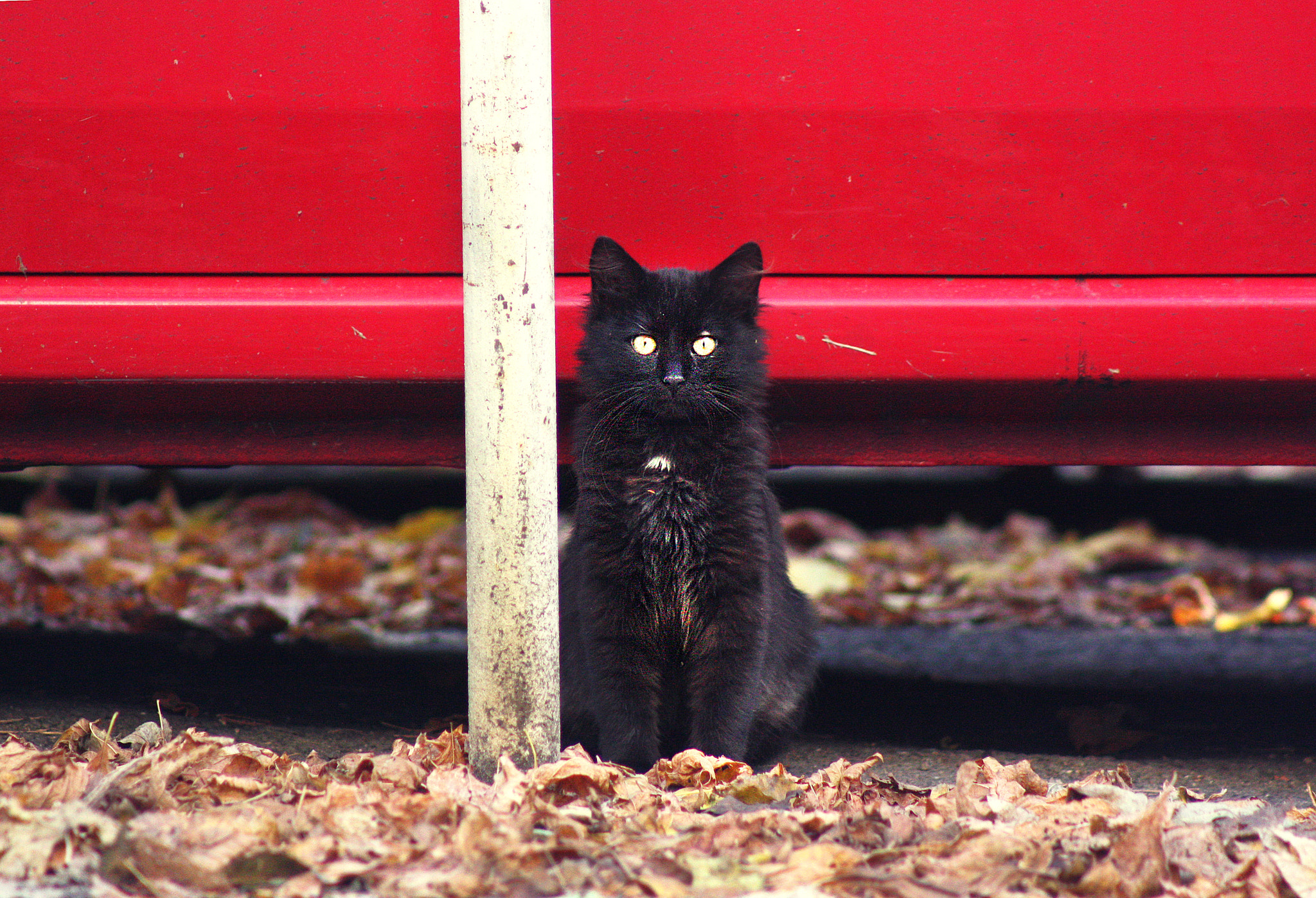 Canon EF 75-300mm f/4-5.6 USM sample photo. Black fluffiness photography