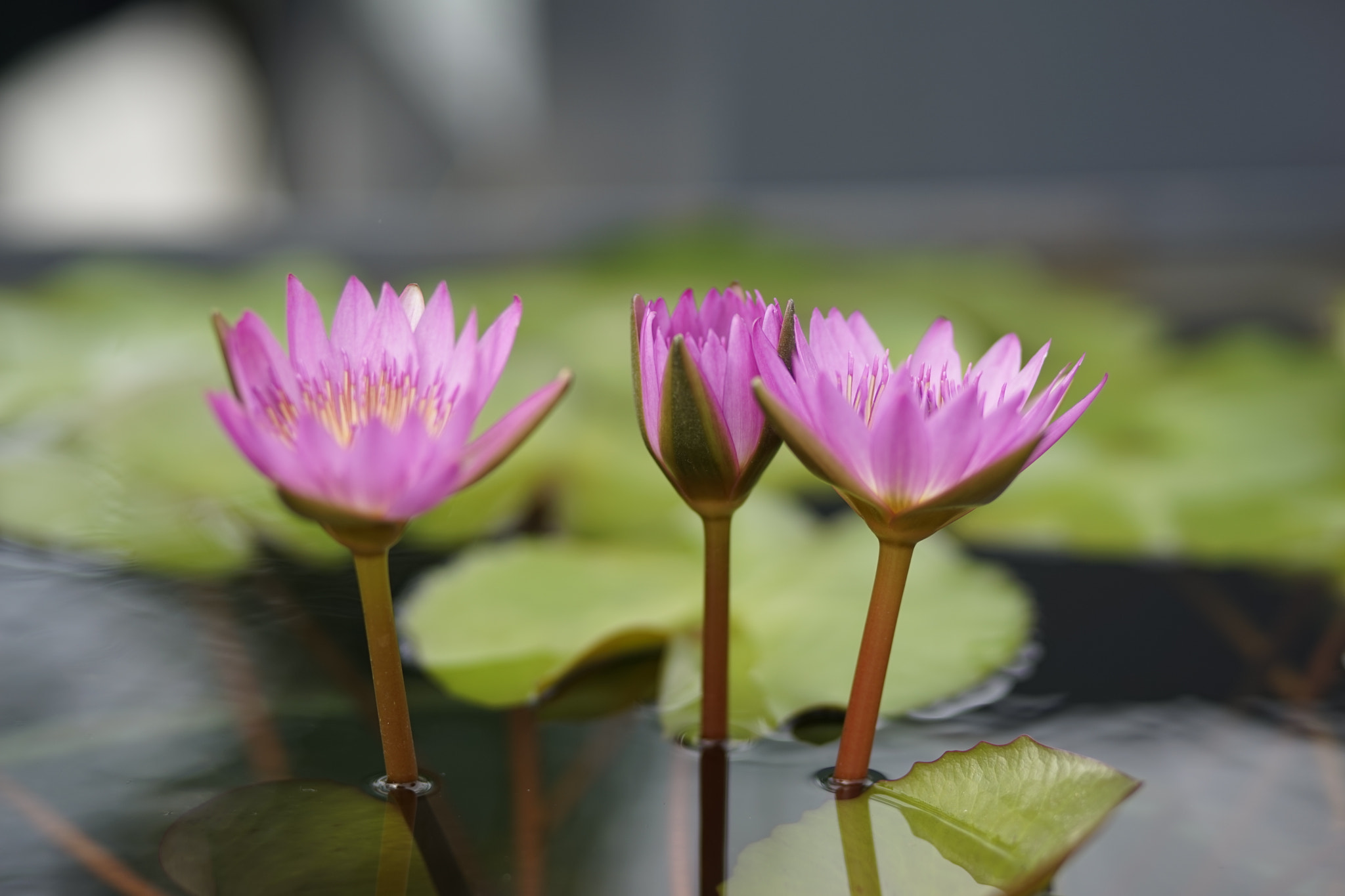 Sony a7 + Canon EF 85mm F1.8 USM sample photo