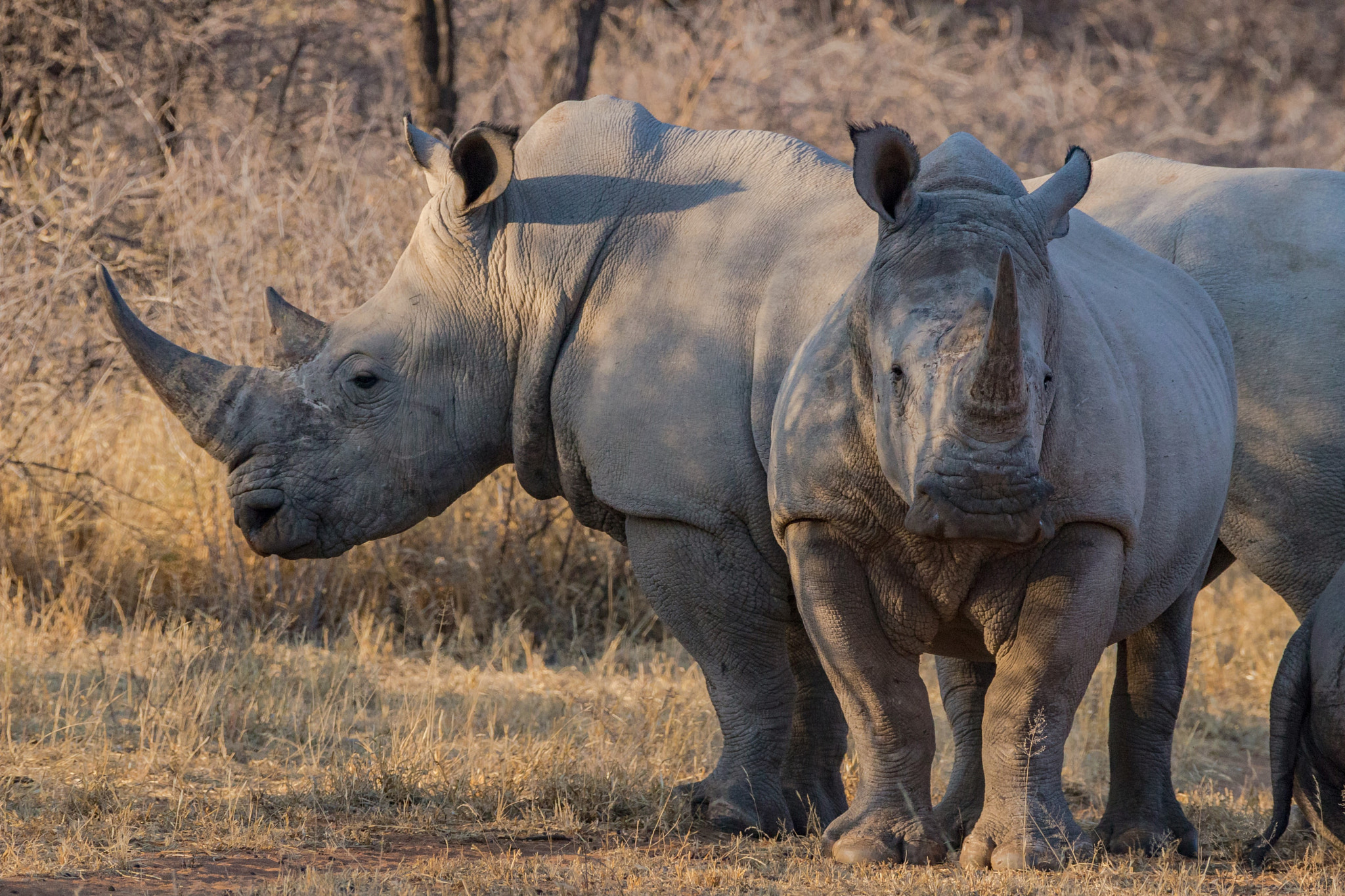 150-600mm F5-6.3 DG OS HSM | Contemporary 015 sample photo. White rhinos at sunset photography