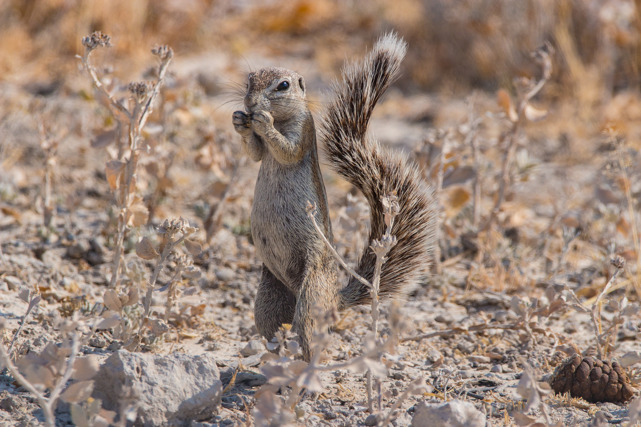 150-600mm F5-6.3 DG OS HSM | Contemporary 015 sample photo. Snack photography