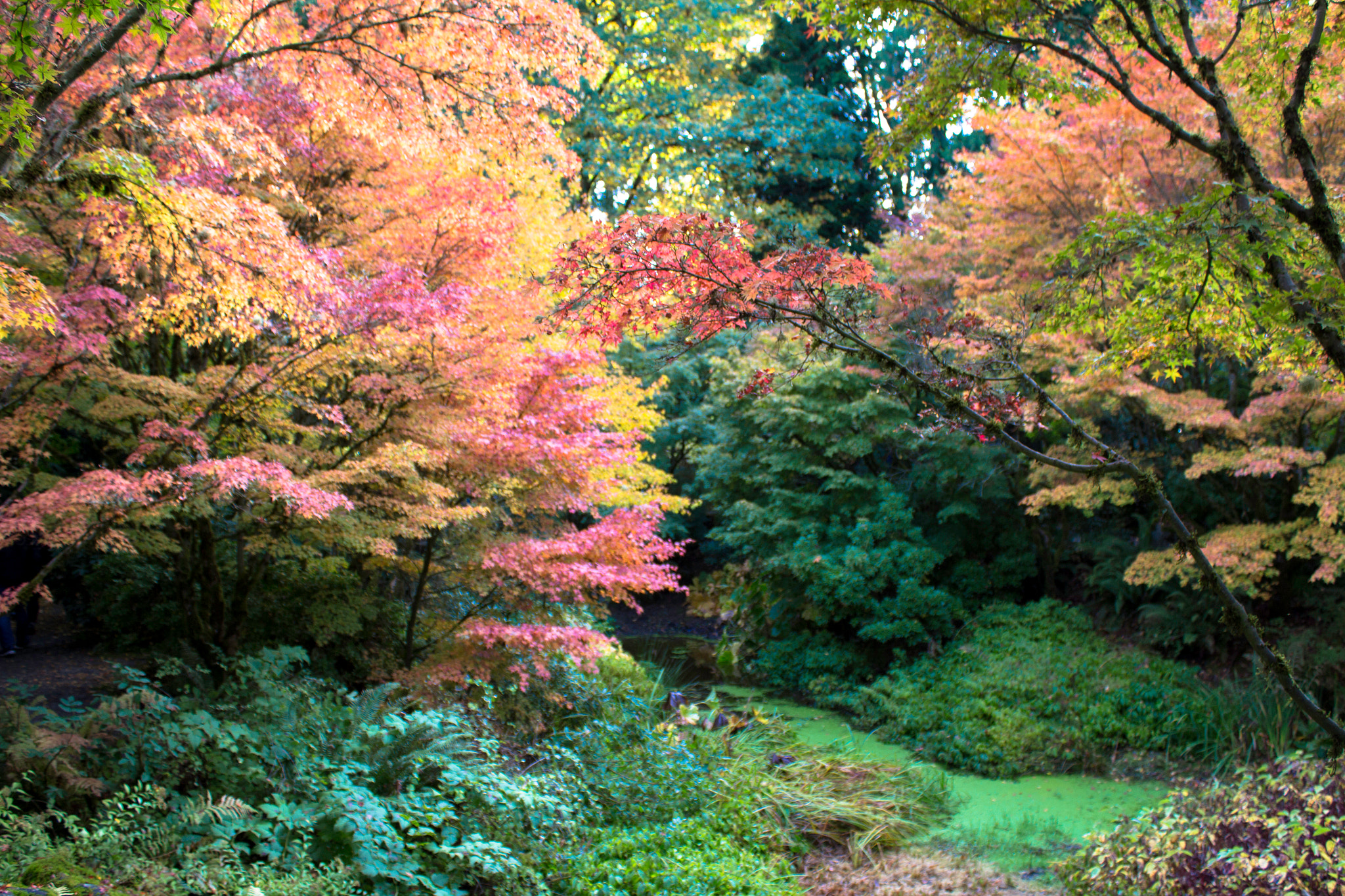 Canon EOS 700D (EOS Rebel T5i / EOS Kiss X7i) sample photo. I colori dell'autunno photography