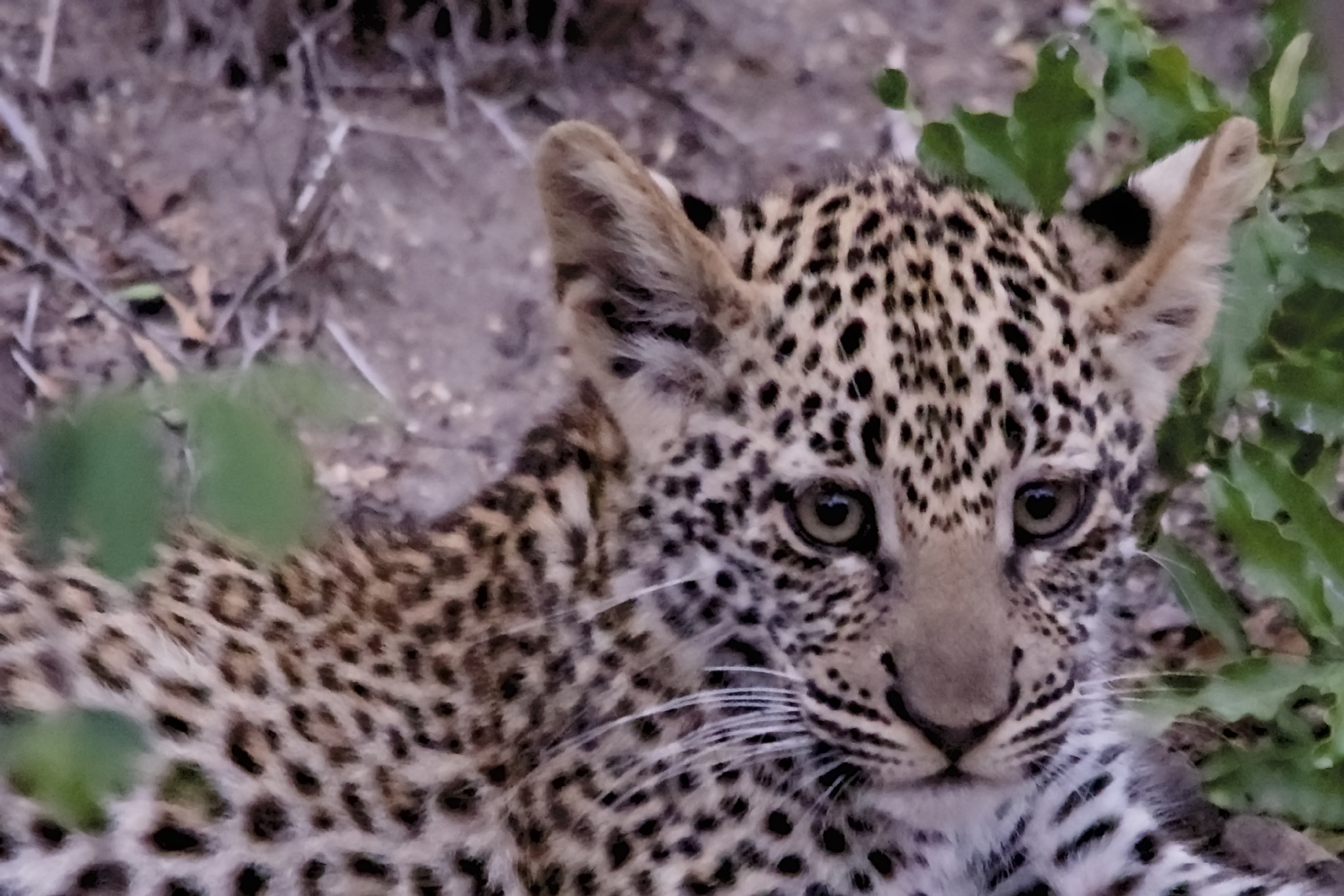 Nikon D600 sample photo. Leopard cub photography