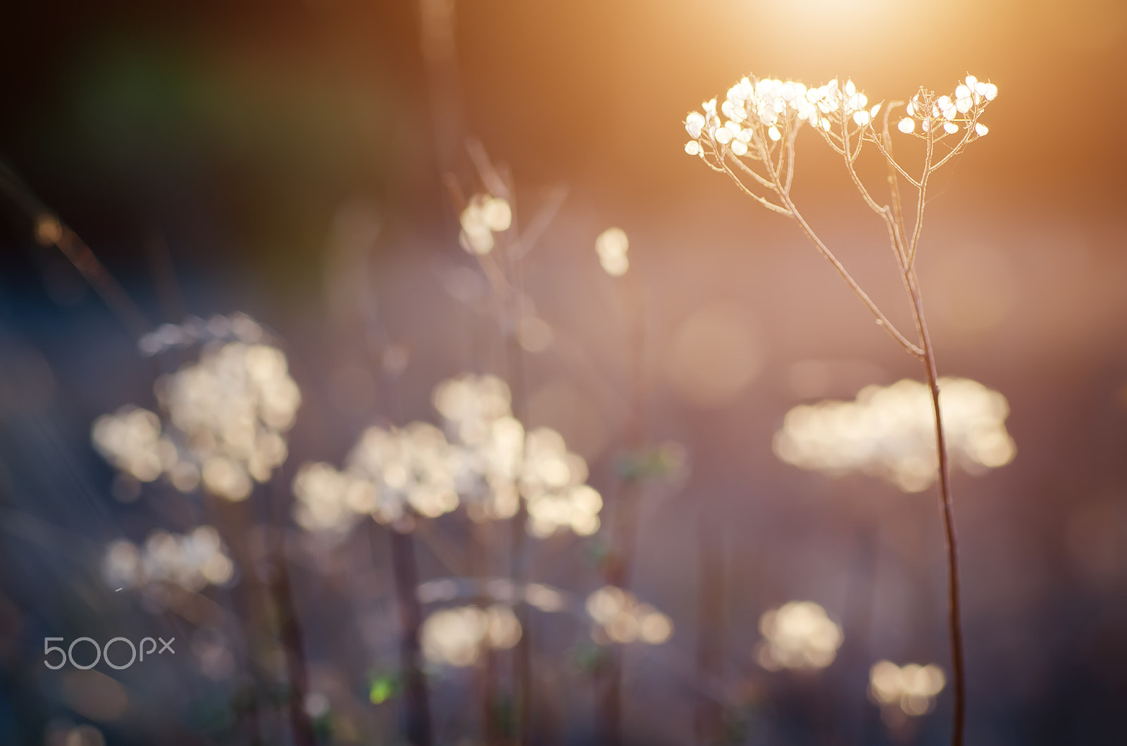 Nikon D7000 + Nikon AF Micro-Nikkor 60mm F2.8D sample photo. Autumn sunset plant photography