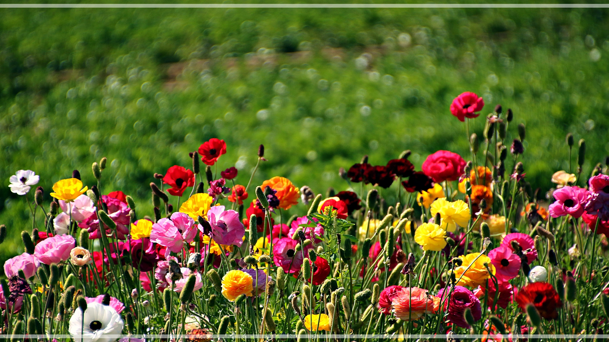 Canon EOS 7D Mark II sample photo. Flower fields, carlsbad, ca photography