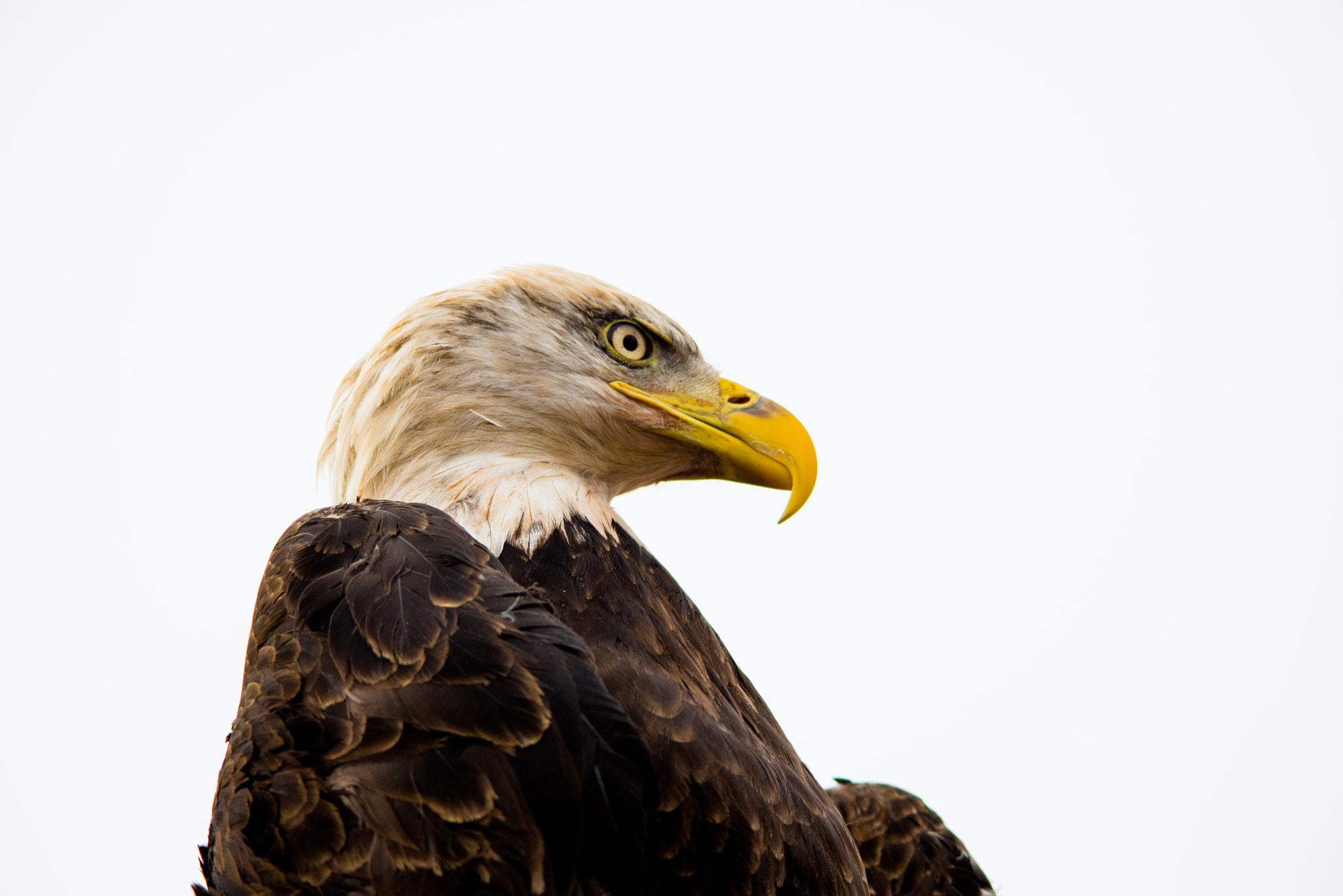 Sigma 150-500mm F5-6.3 DG OS HSM sample photo. Eagle photography