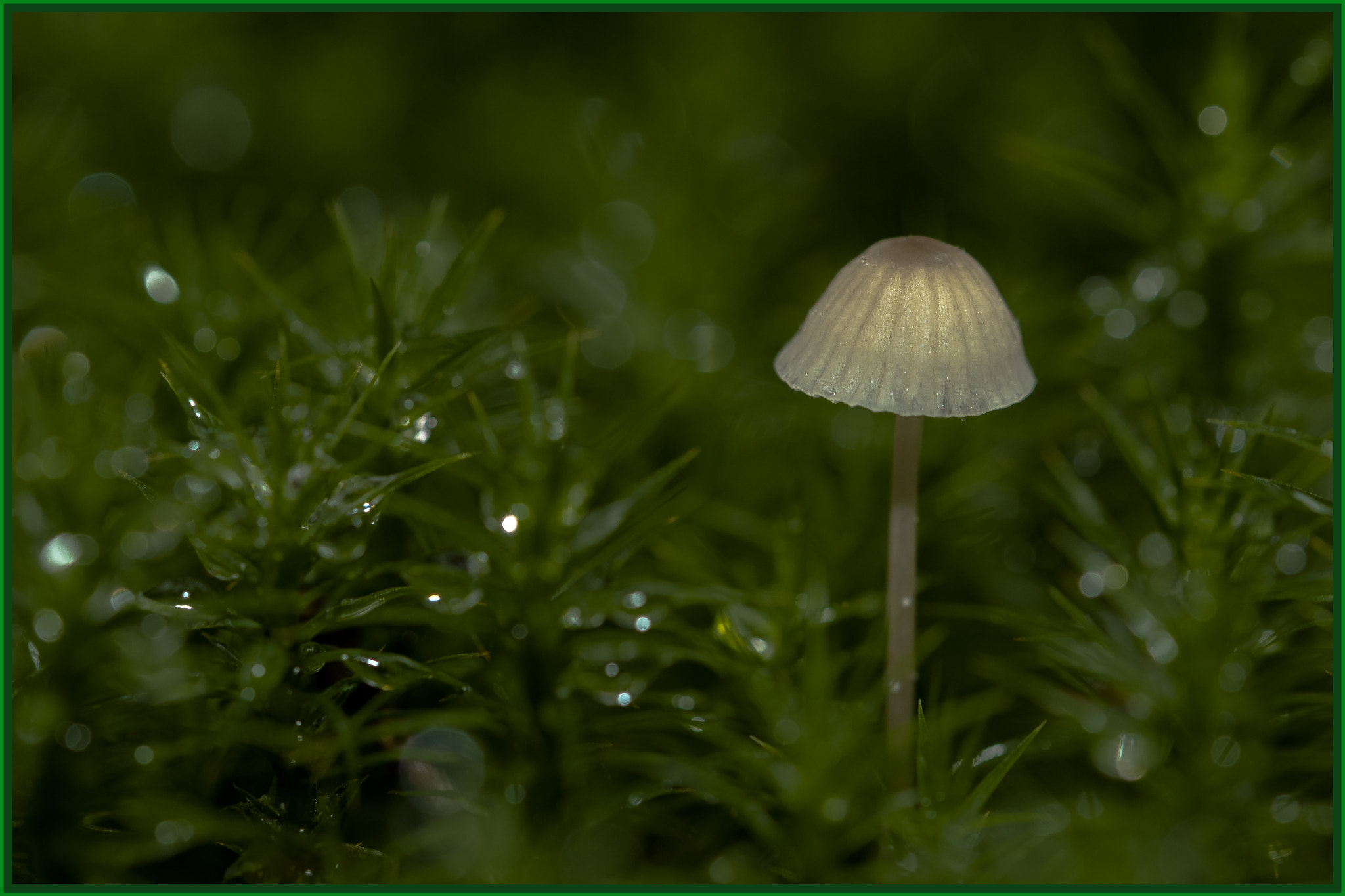 Sigma 105mm F2.8 EX DG OS HSM sample photo. Melksteel photography