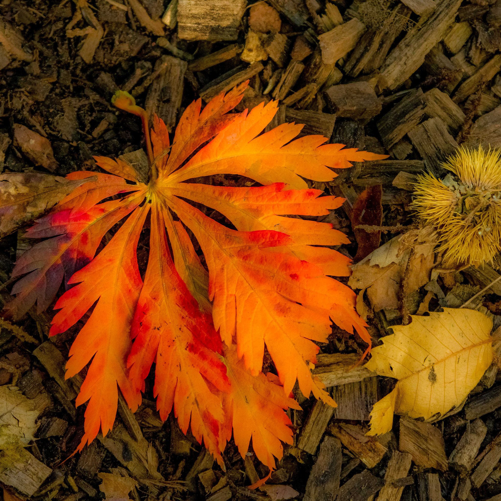 Pentax smc DA 50-200mm F4-5.6 ED WR sample photo. Fall colours photography