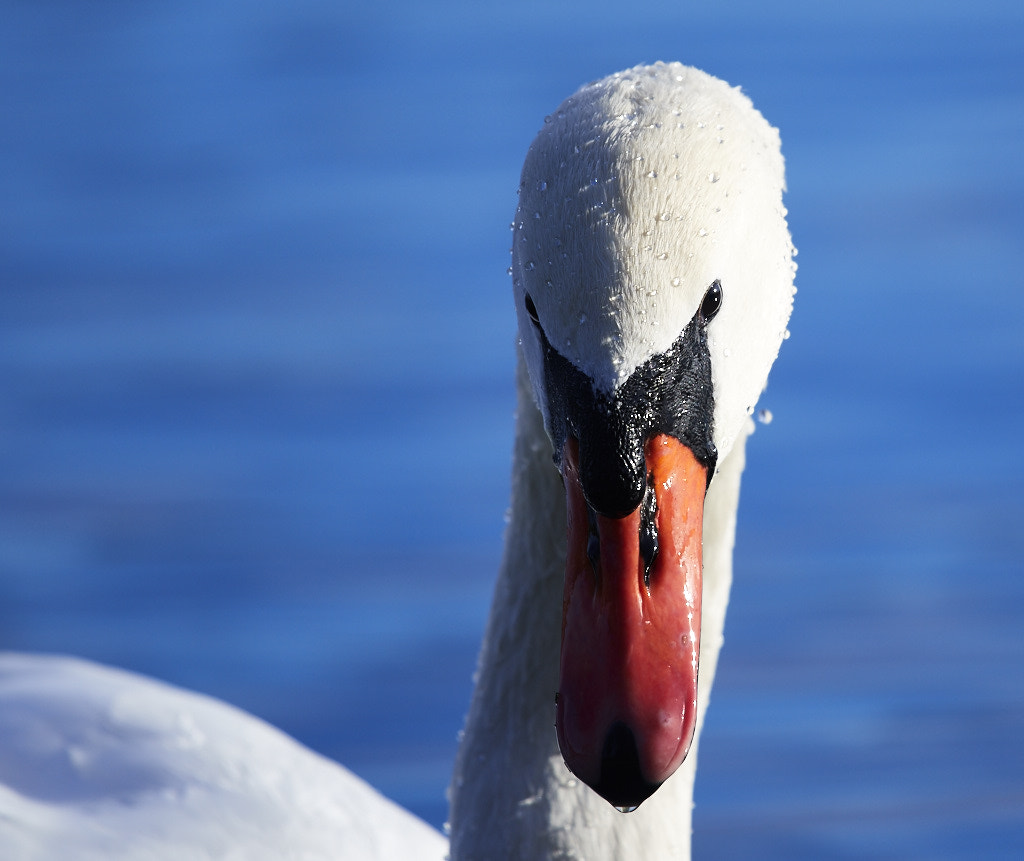 Nikon AF-S Nikkor 300mm f/4E PF ED VR sample photo. Mute swan photography