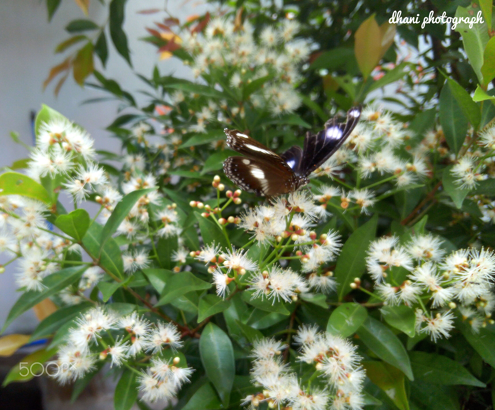 Infinix HOT S sample photo. #butterfly photography