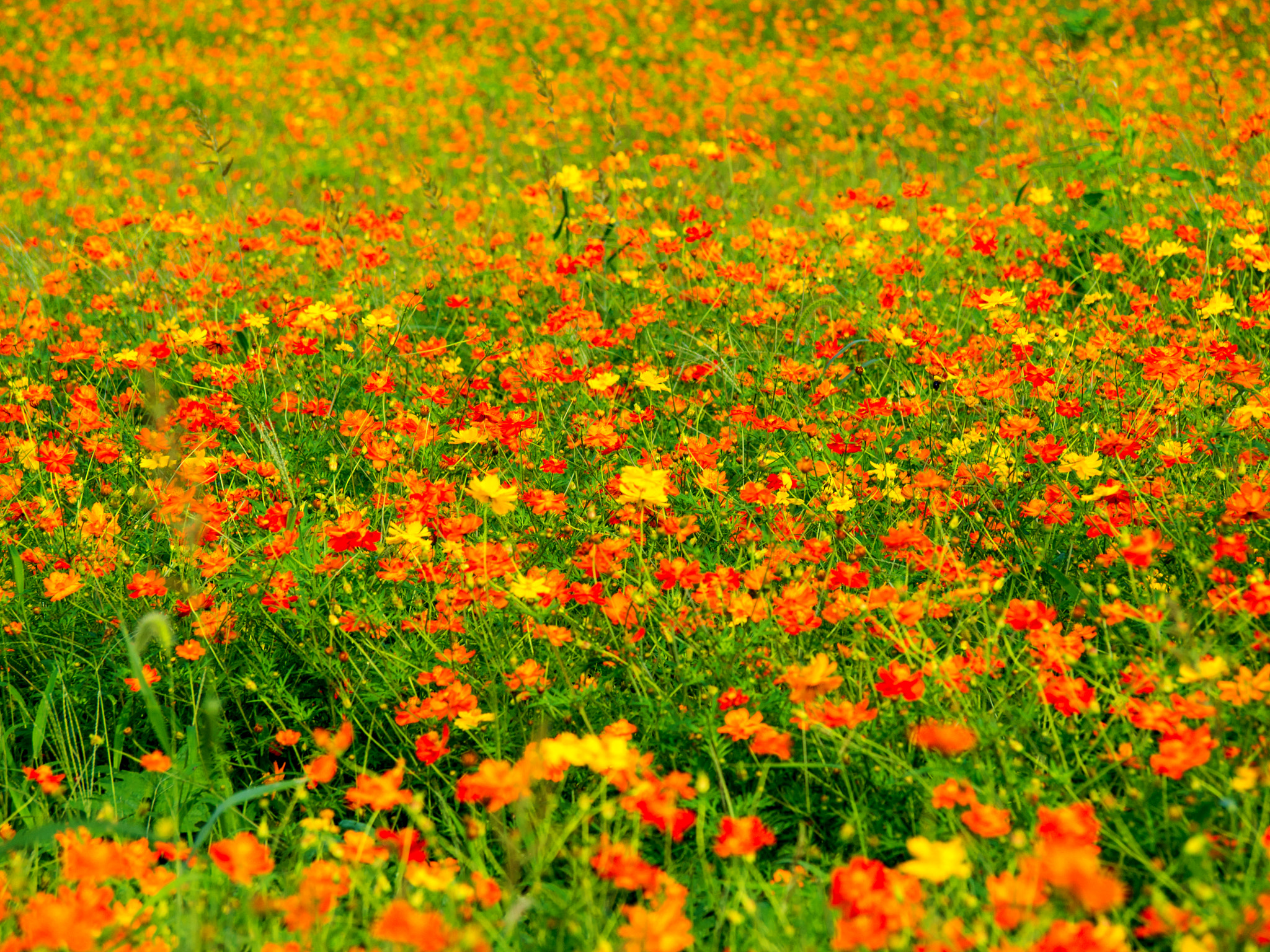 Olympus PEN E-PM2 sample photo. Full of cosmos photography