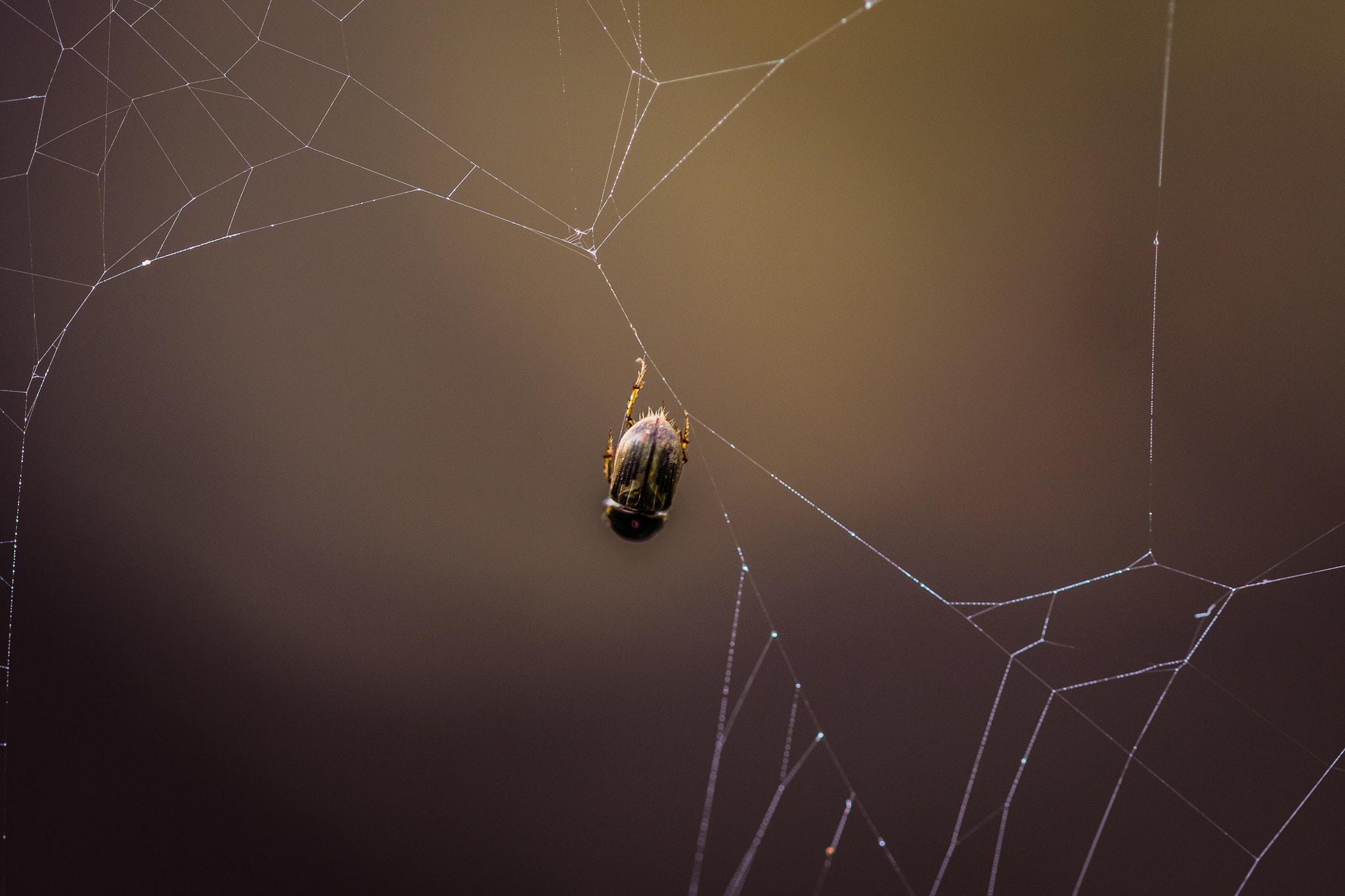 Sigma 105mm F2.8 EX DG OS HSM sample photo. Caught in a trap photography