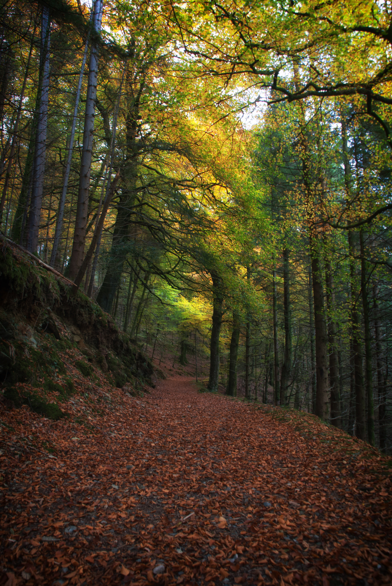 Nikon D60 sample photo. Autumn photography