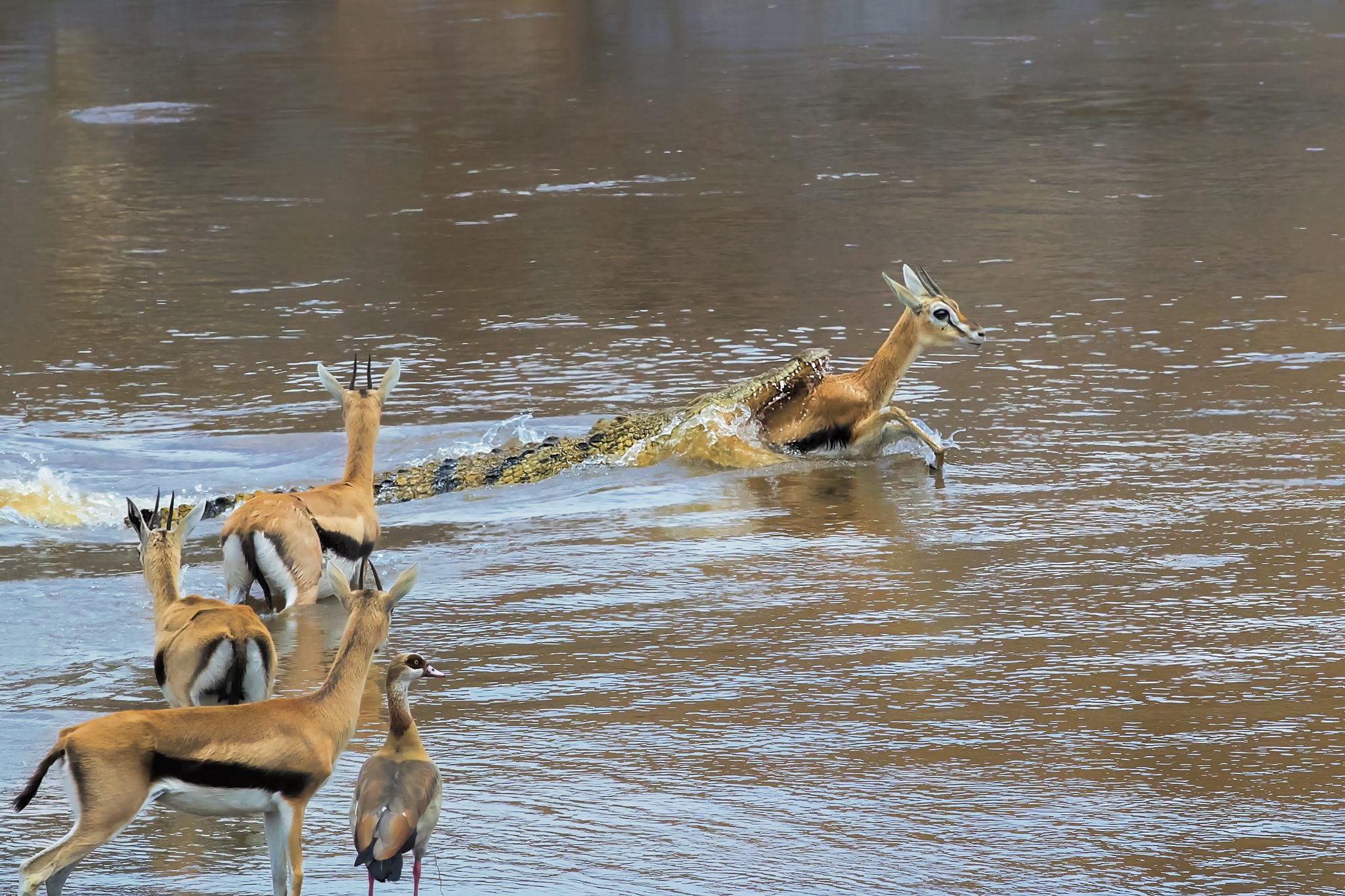 Canon EOS-1D X Mark II + Canon EF 300mm F2.8L IS II USM sample photo. No way to go photography