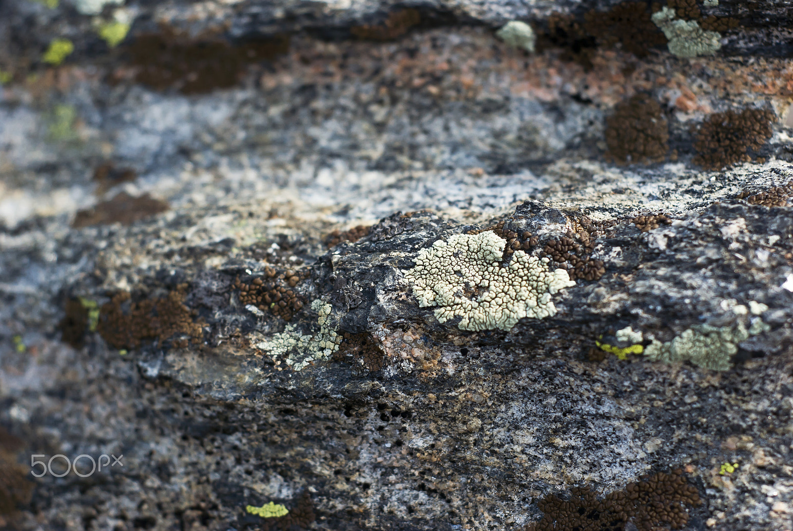 Nikon D60 + Nikon AF Nikkor 50mm F1.8D sample photo. Lichen covered rock photography