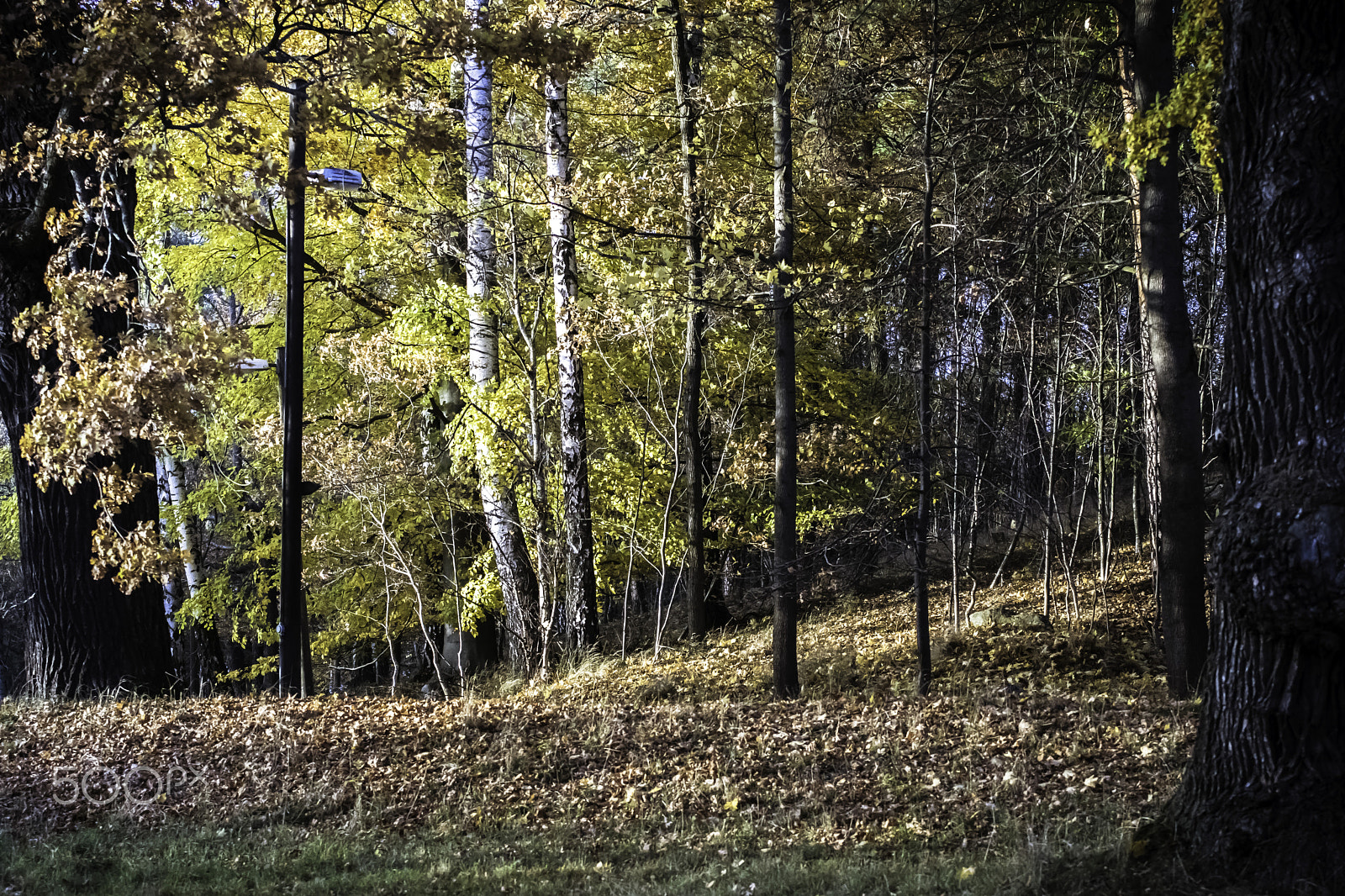 Sony ILCA-77M2 + 70-200mm F2.8 sample photo. Autumn forest photography