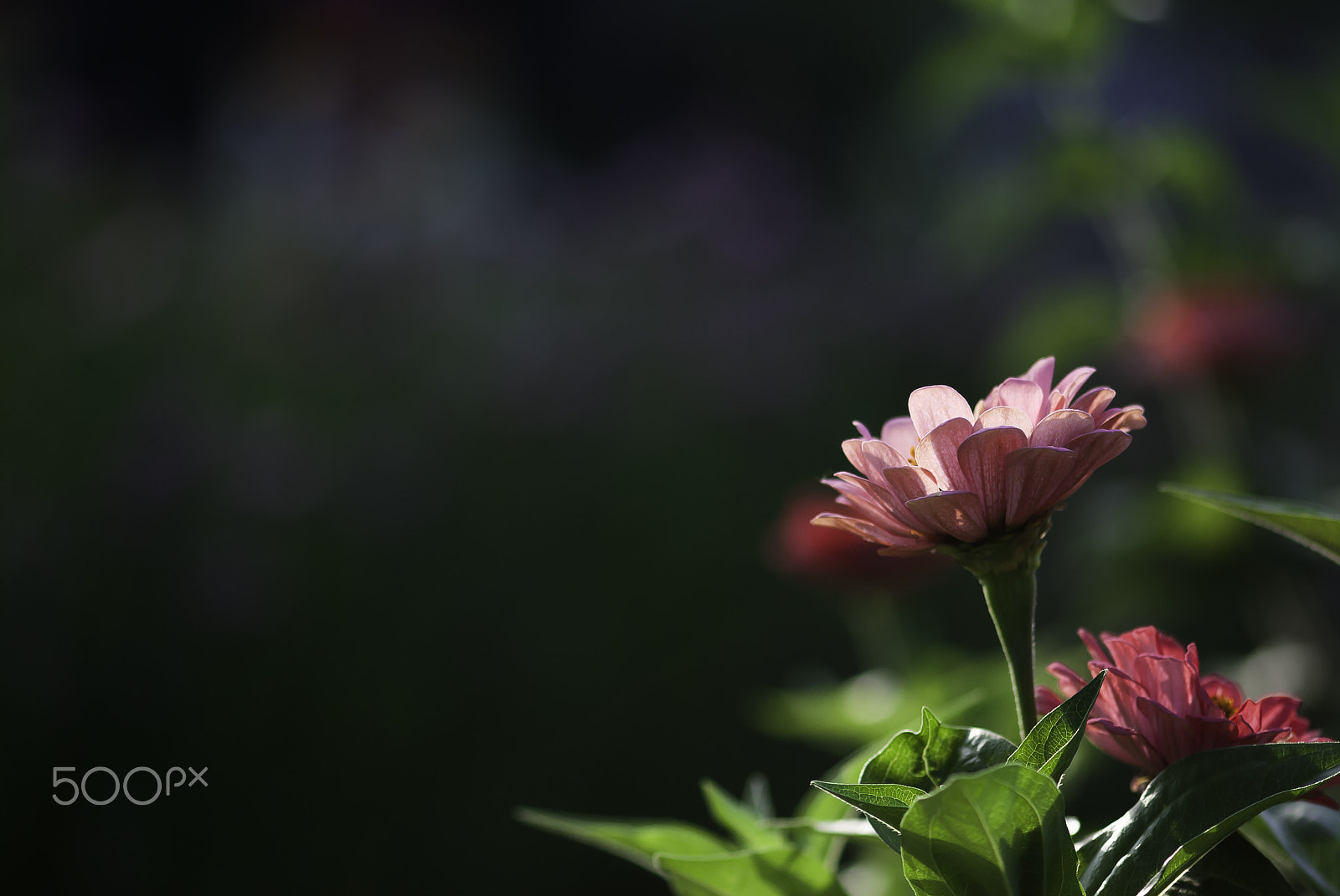 Nikon D60 + Nikon AF-S Micro-Nikkor 105mm F2.8G IF-ED VR sample photo. Pink zinnia flower photography