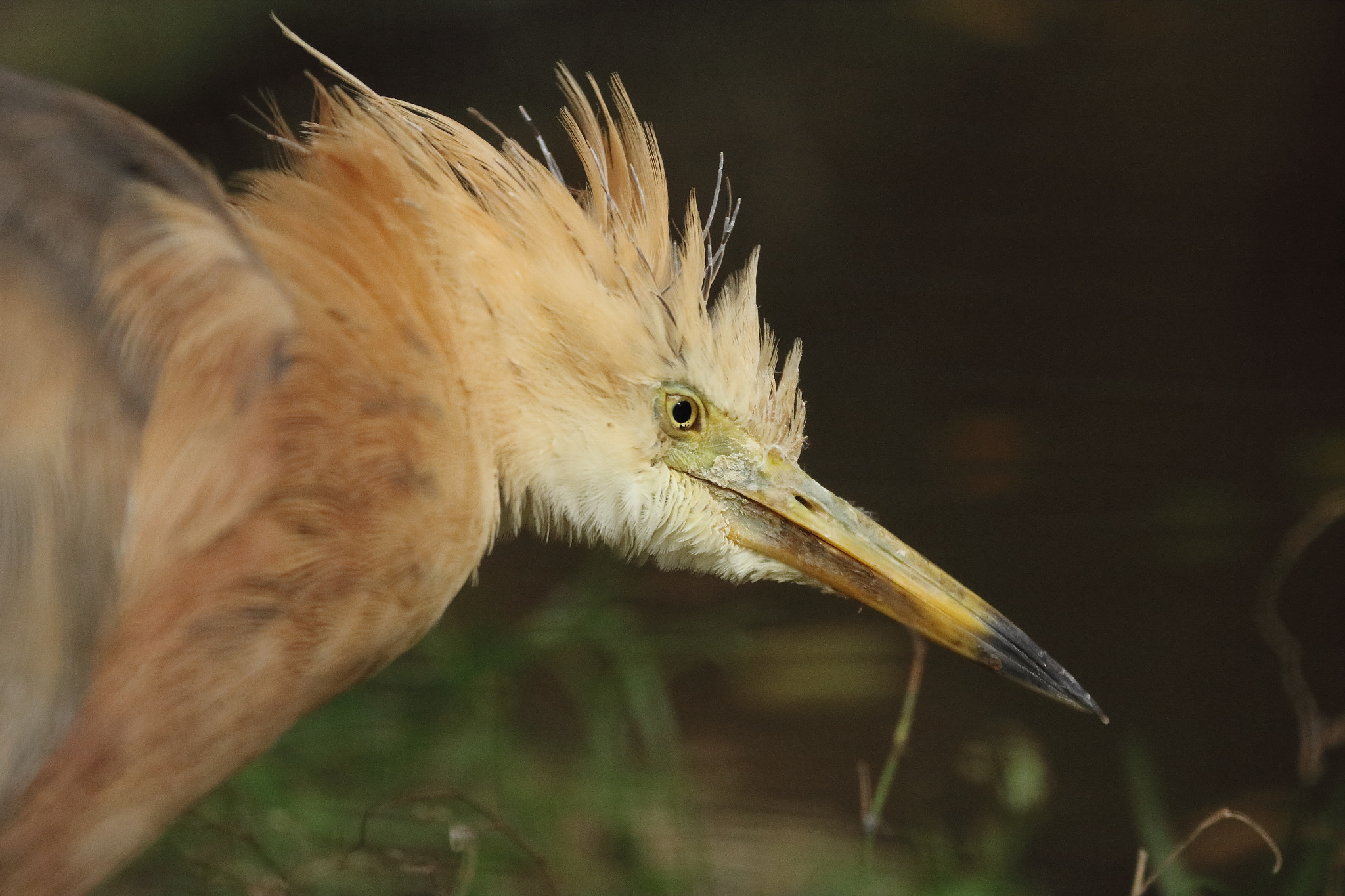 Canon EF 70-300mm F4-5.6L IS USM sample photo. Domel photography