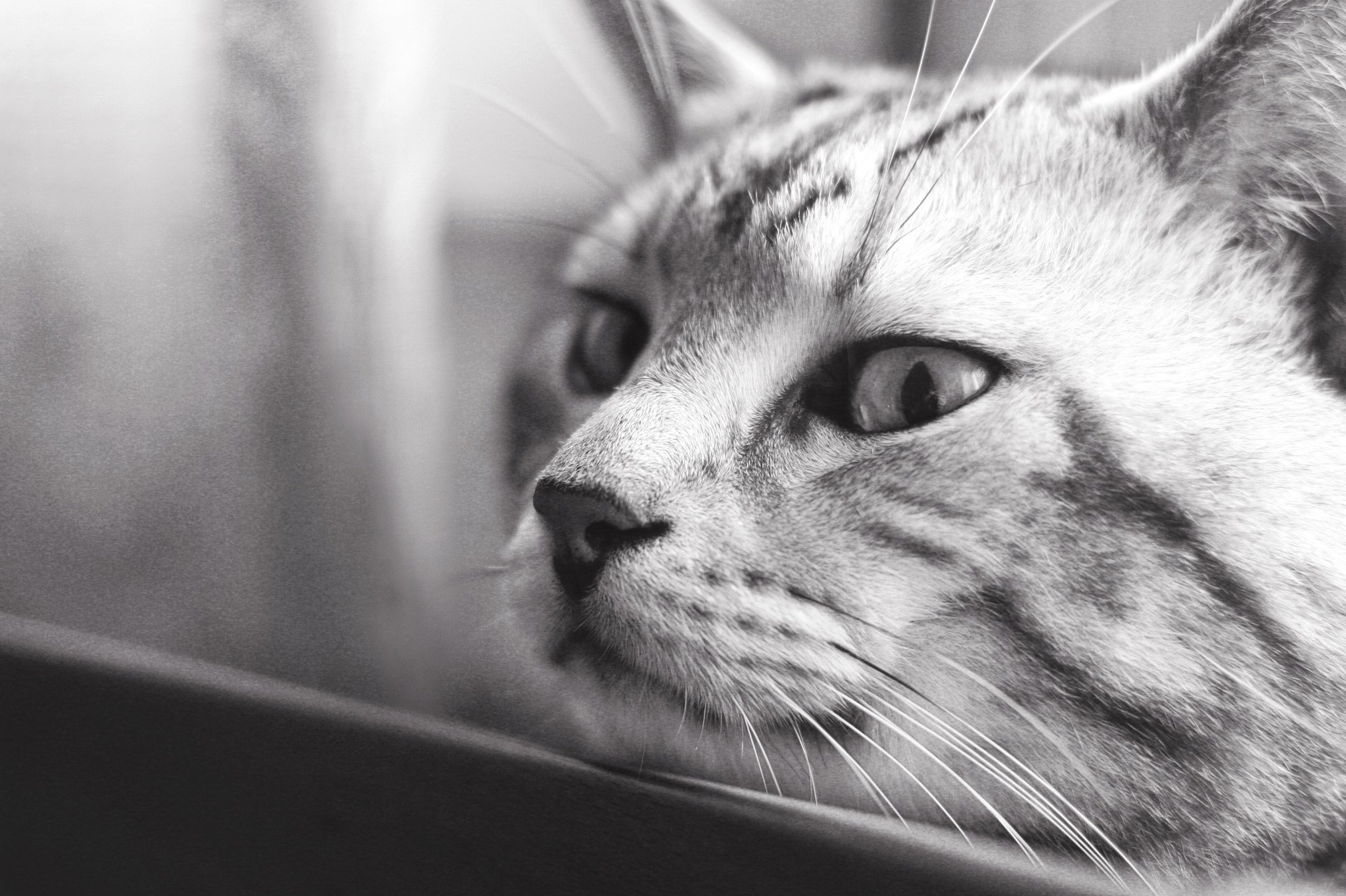 Canon EOS 30D + Canon EF 50mm f/1.8 sample photo. Visionary cat photography