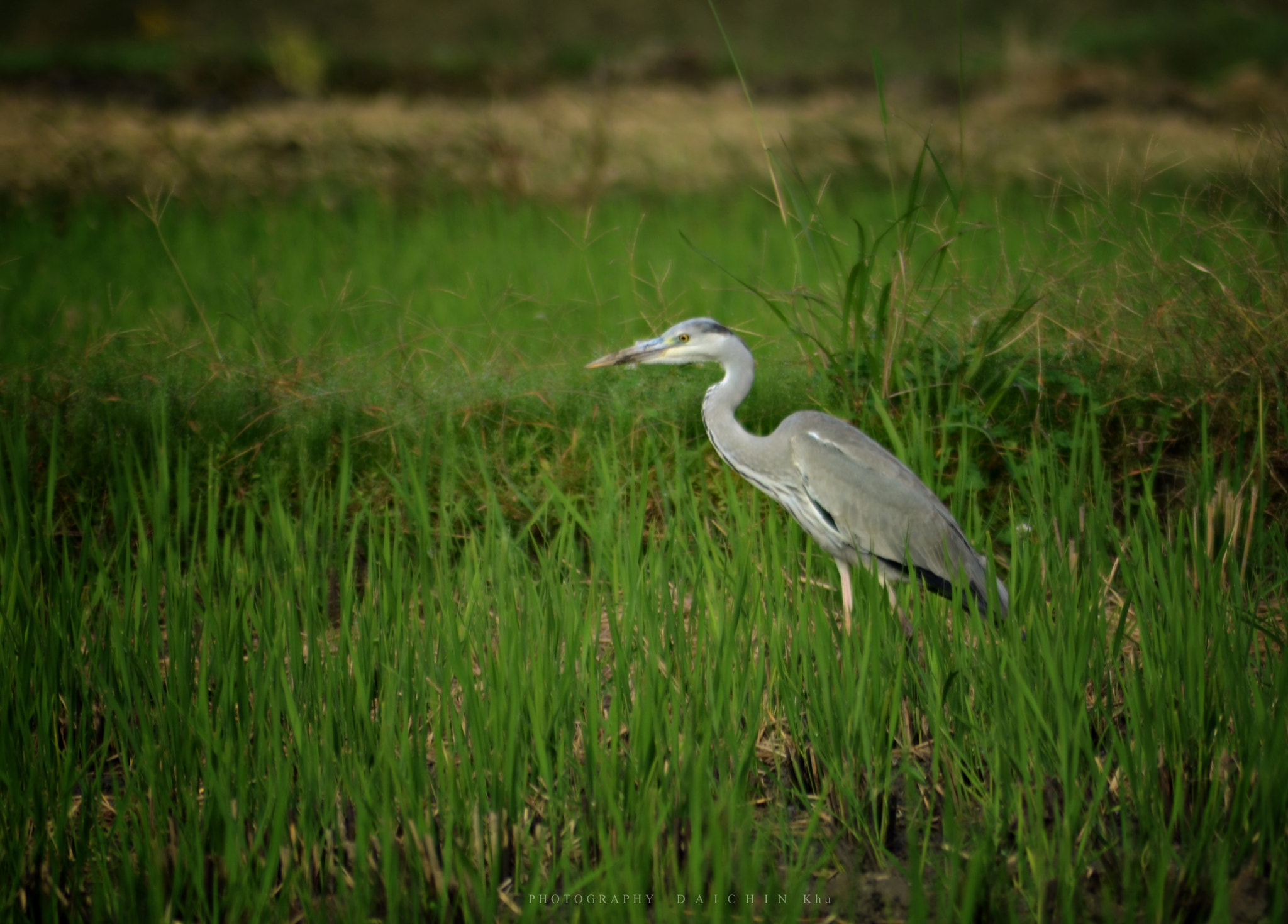 AF Zoom-Nikkor 70-300mm f/4-5.6D ED sample photo. Bird photography