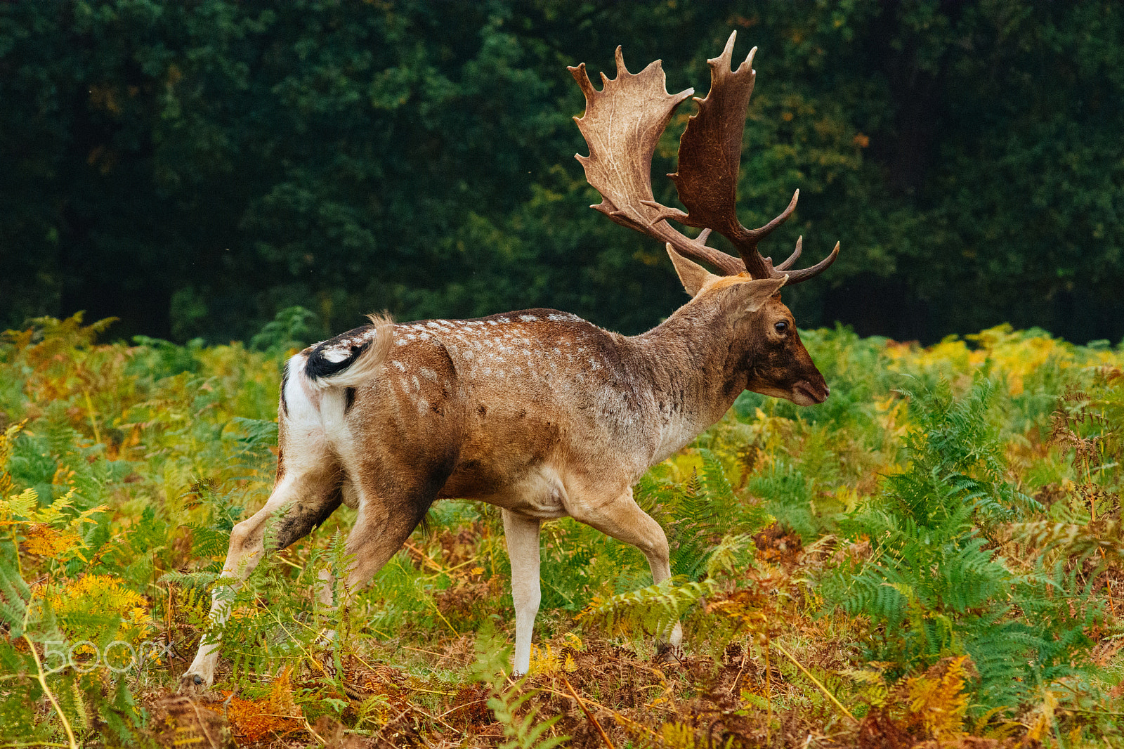 Nikon D7100 + AF Nikkor 70-210mm f/4-5.6 sample photo. Wild deer in richmond park photography