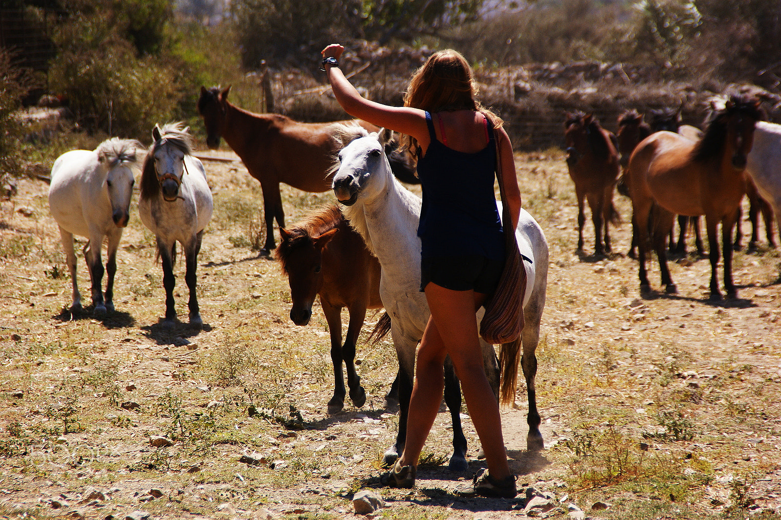Sony DT 18-200mm F3.5-6.3 sample photo. The horse whisperer ! photography