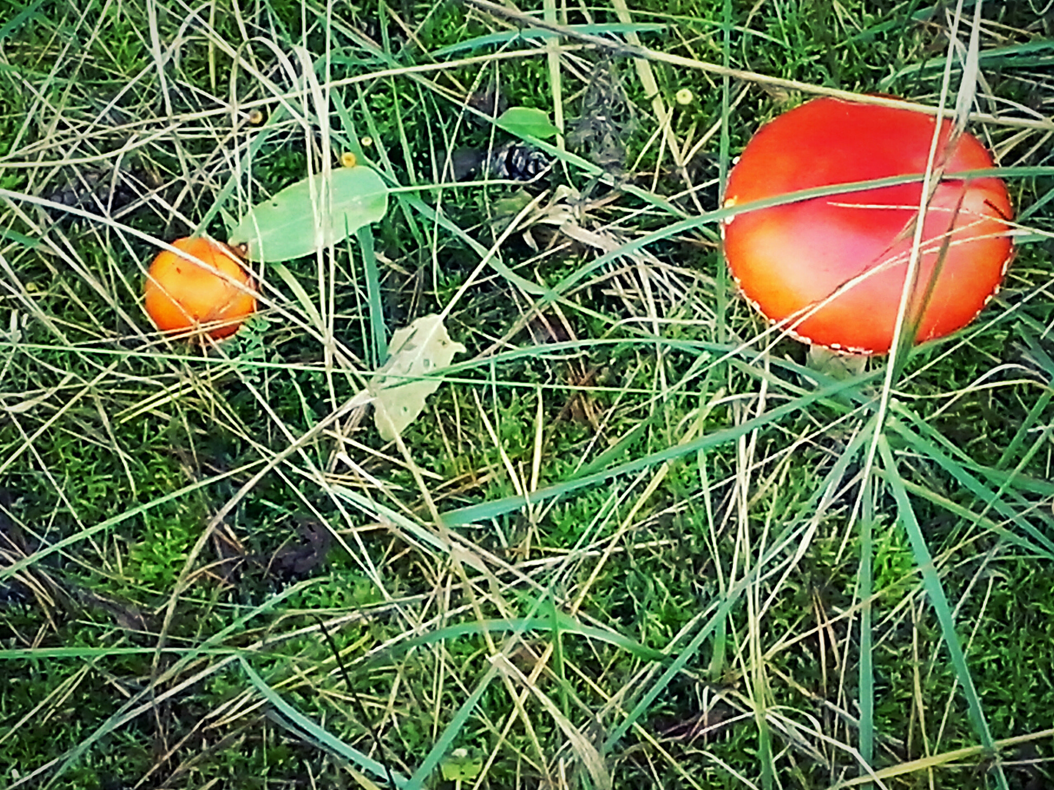 LG OPTIMUS L5 II sample photo