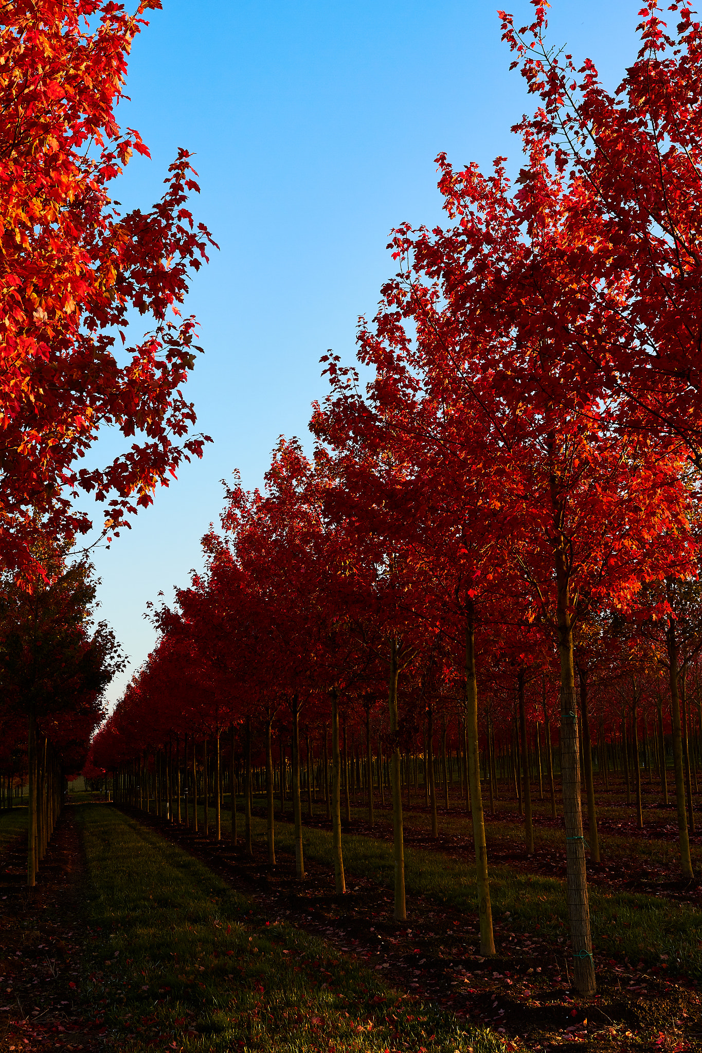 Canon EF 17-40mm F4L USM sample photo. Plantation of red photography