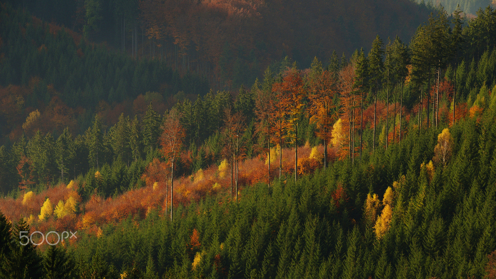 Nikon D5500 + 18.00 - 200.00 mm f/3.5 - 6.3 sample photo. Colorful forest photography