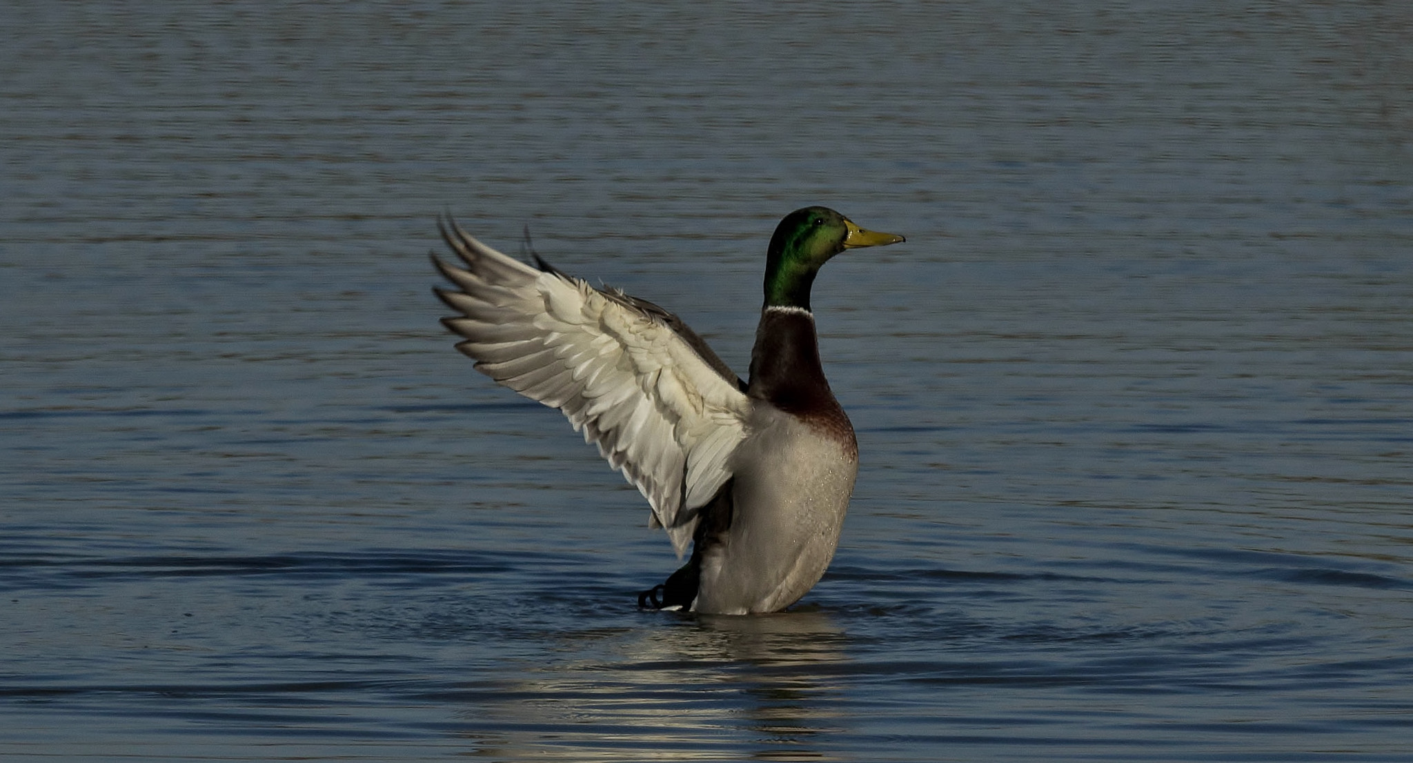 Sigma 150-500mm F5-6.3 DG OS HSM sample photo. Ho hisse. photography