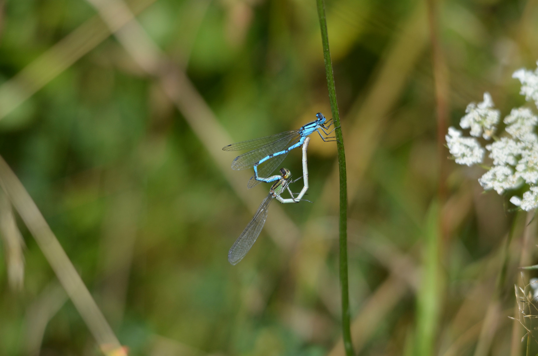 Sigma 150-500mm F5-6.3 DG OS HSM sample photo. Love is in the air photography