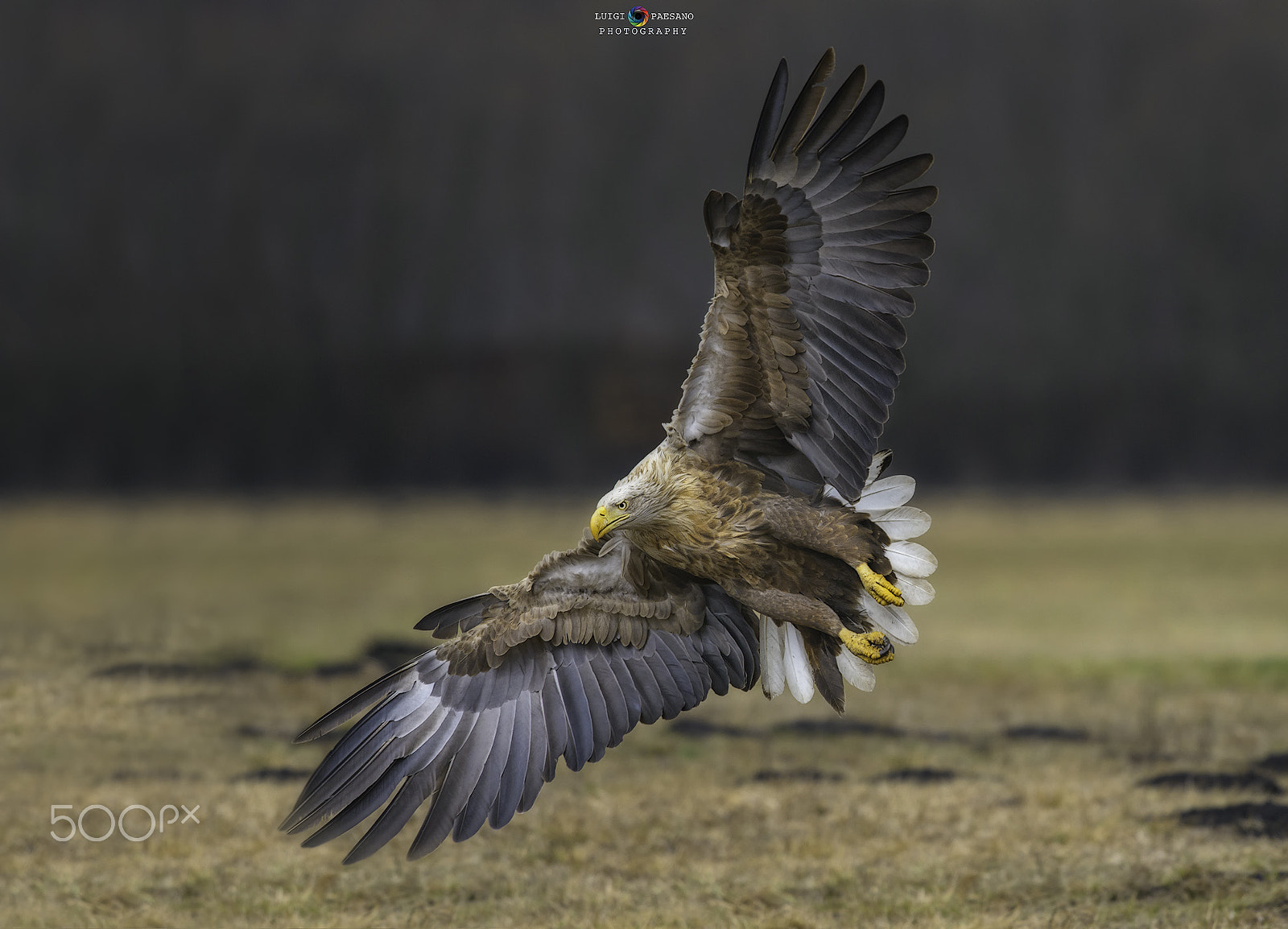 Nikon D800 + Sigma 500mm F4.5 EX DG HSM sample photo. Sea eagle(haliaetus albicilla) photography