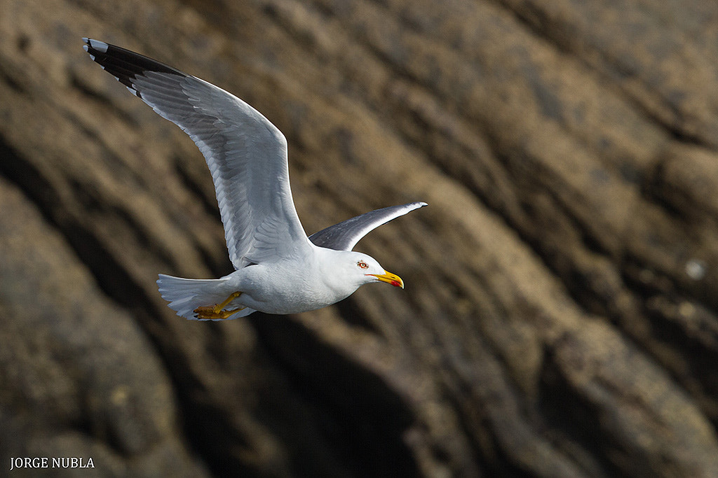Canon EF 500mm F4L IS II USM sample photo. Gaviota patiamarilla (larus michahellis). photography