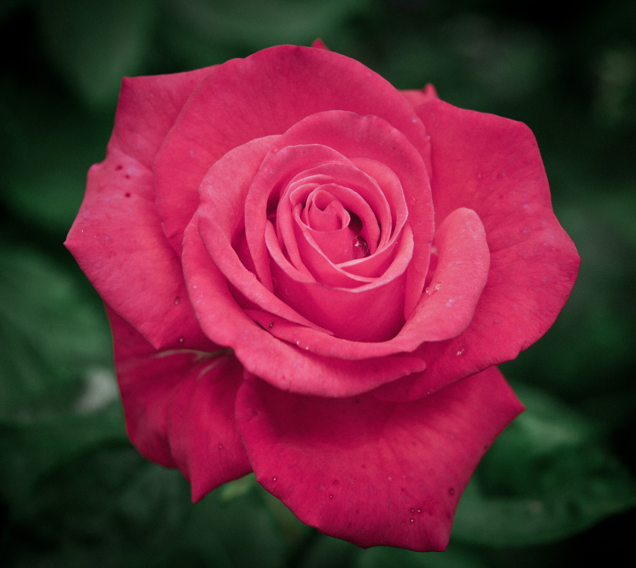 Sony SLT-A33 sample photo. Red rose photography