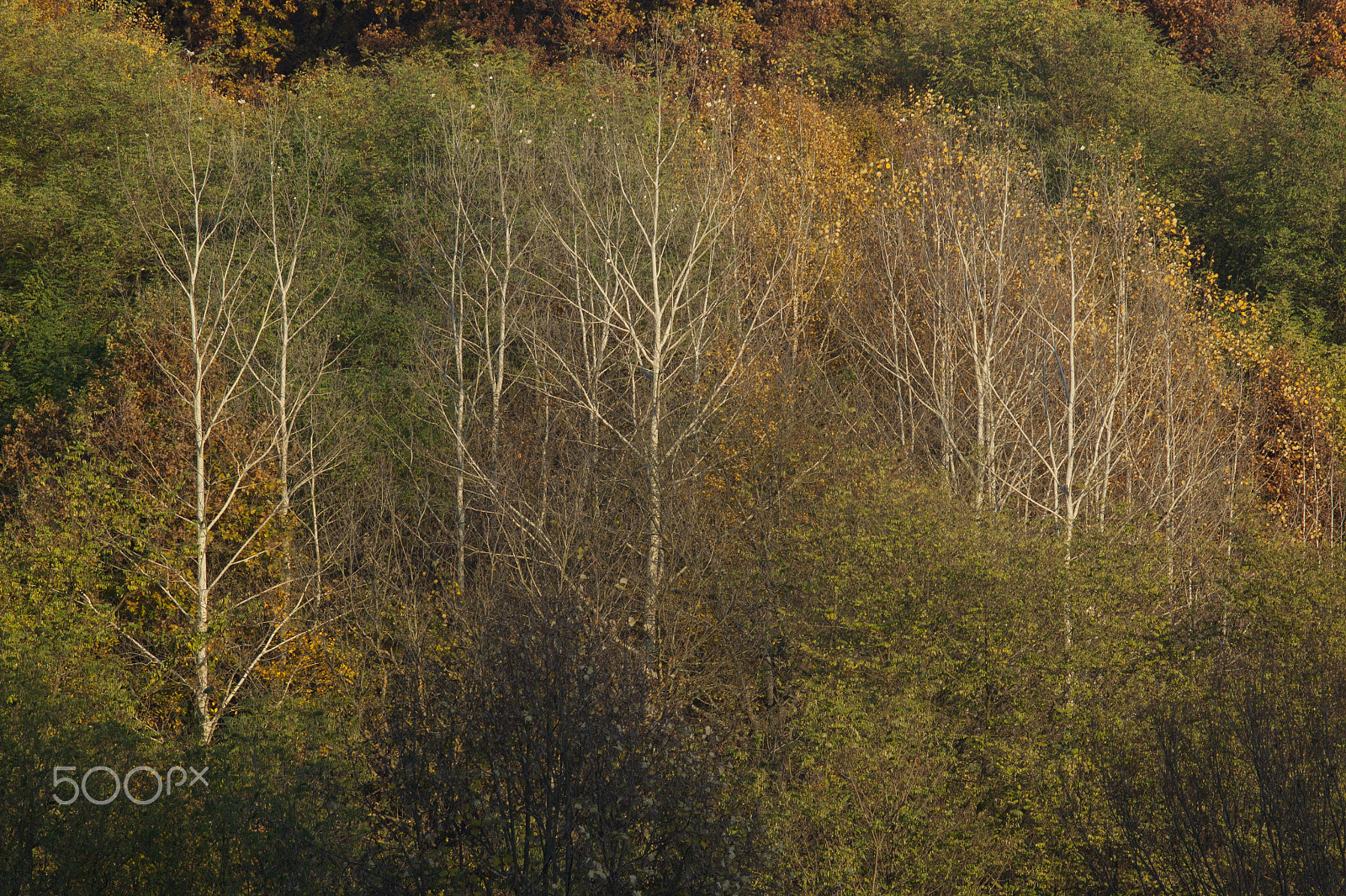 Canon EF 35-80mm f/4-5.6 sample photo. Autumn symphony photography
