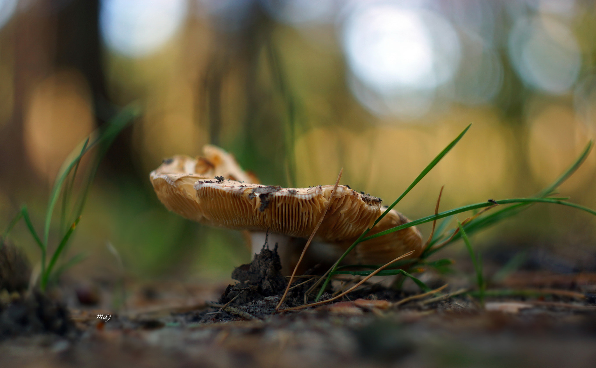 Sony SLT-A65 (SLT-A65V) + Minolta AF 50mm F1.7 sample photo. In the forest.. photography