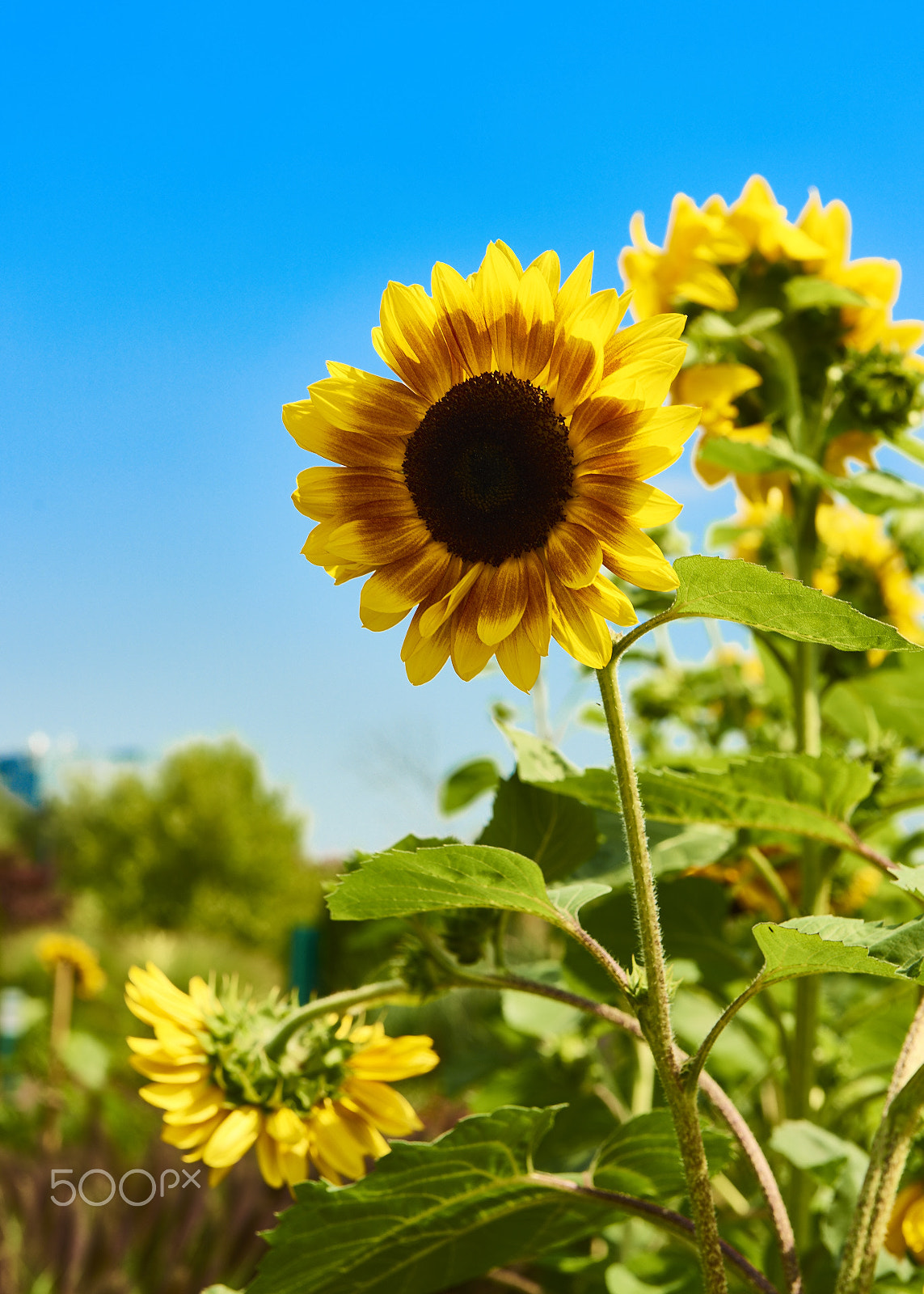 Nikon AF-S Nikkor 24-70mm F2.8G ED sample photo. Sunflower photography
