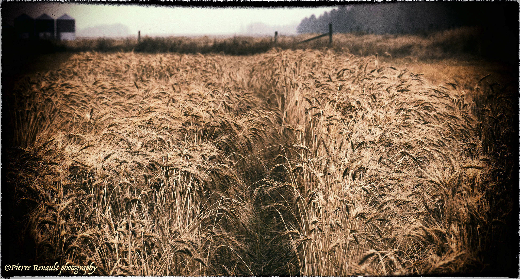 Panasonic Lumix DMC-GH4 + LEICA DG 100-400/F4.0-6.3 sample photo. Wheat unharvested photography