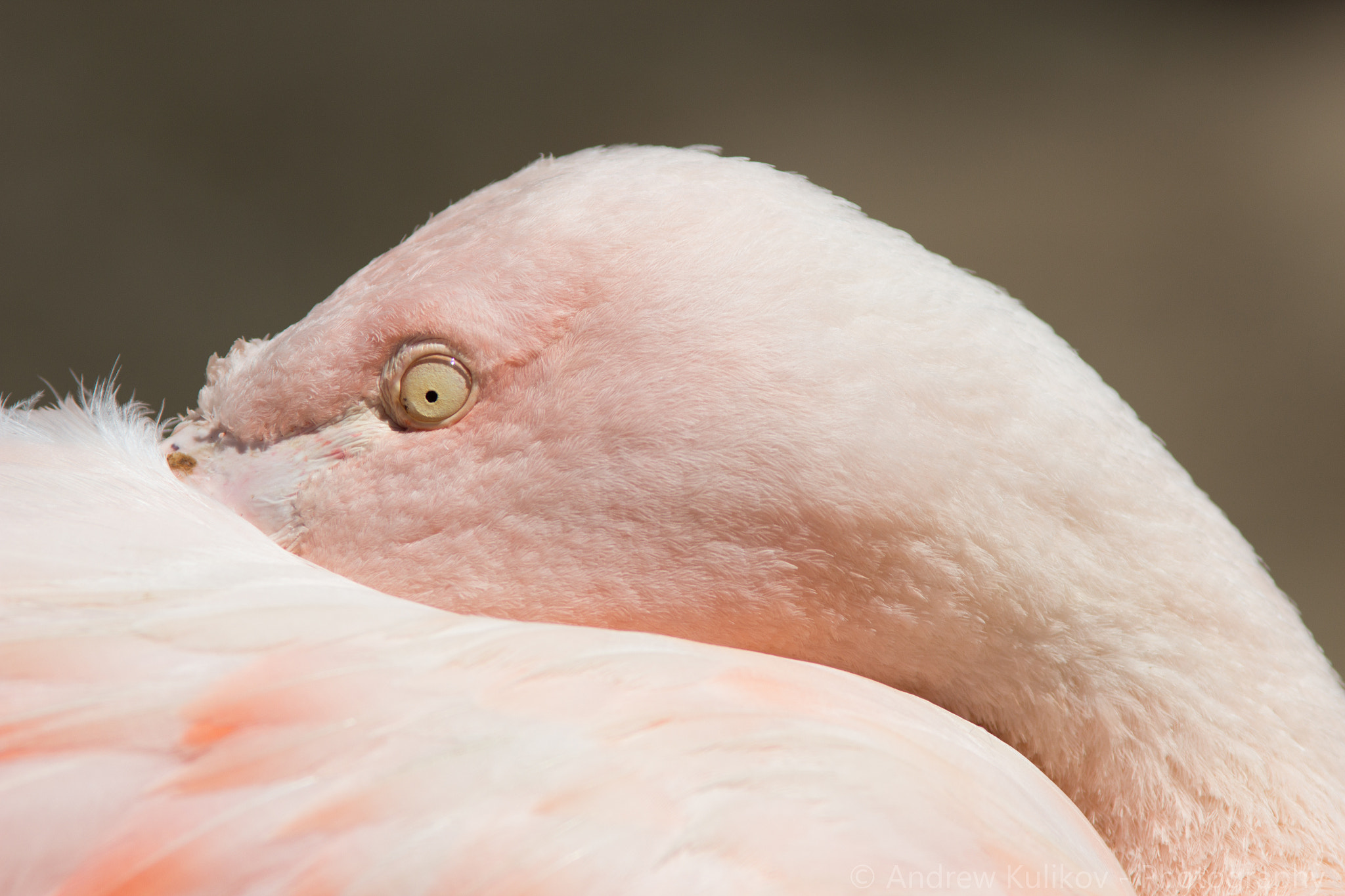 Canon EF 200mm F2.8L II USM sample photo. Flamingo photography