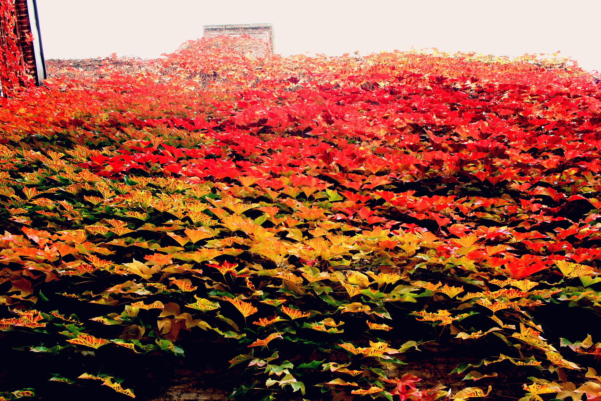 Canon EF-S 24mm F2.8 STM sample photo. Autumn photography