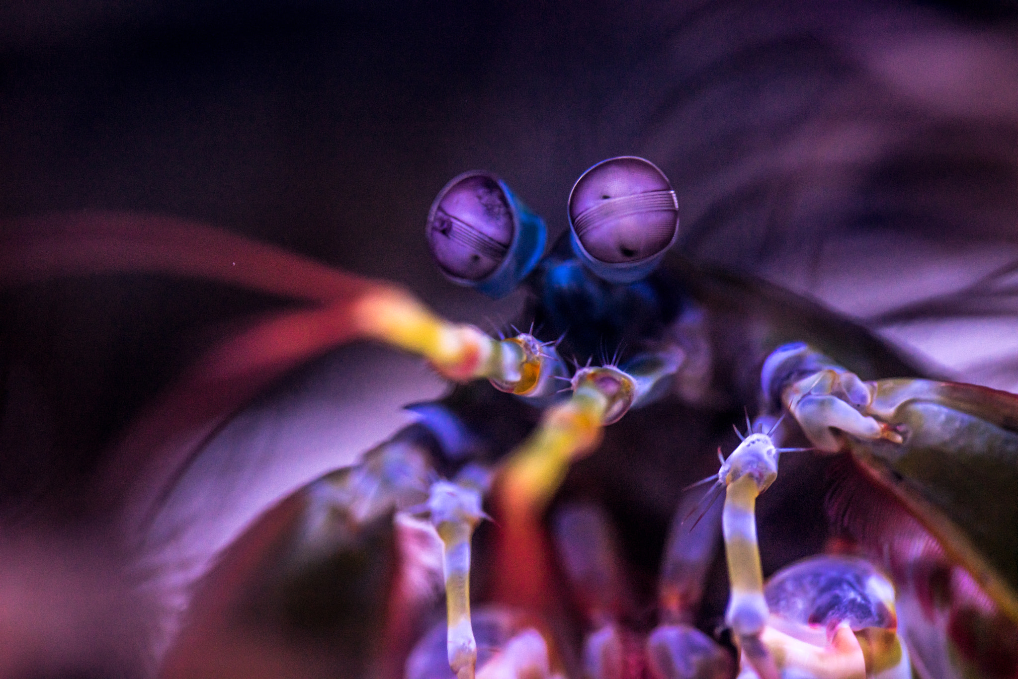 Tamron 18-270mm F3.5-6.3 Di II PZD sample photo. Mantis shrimp photography