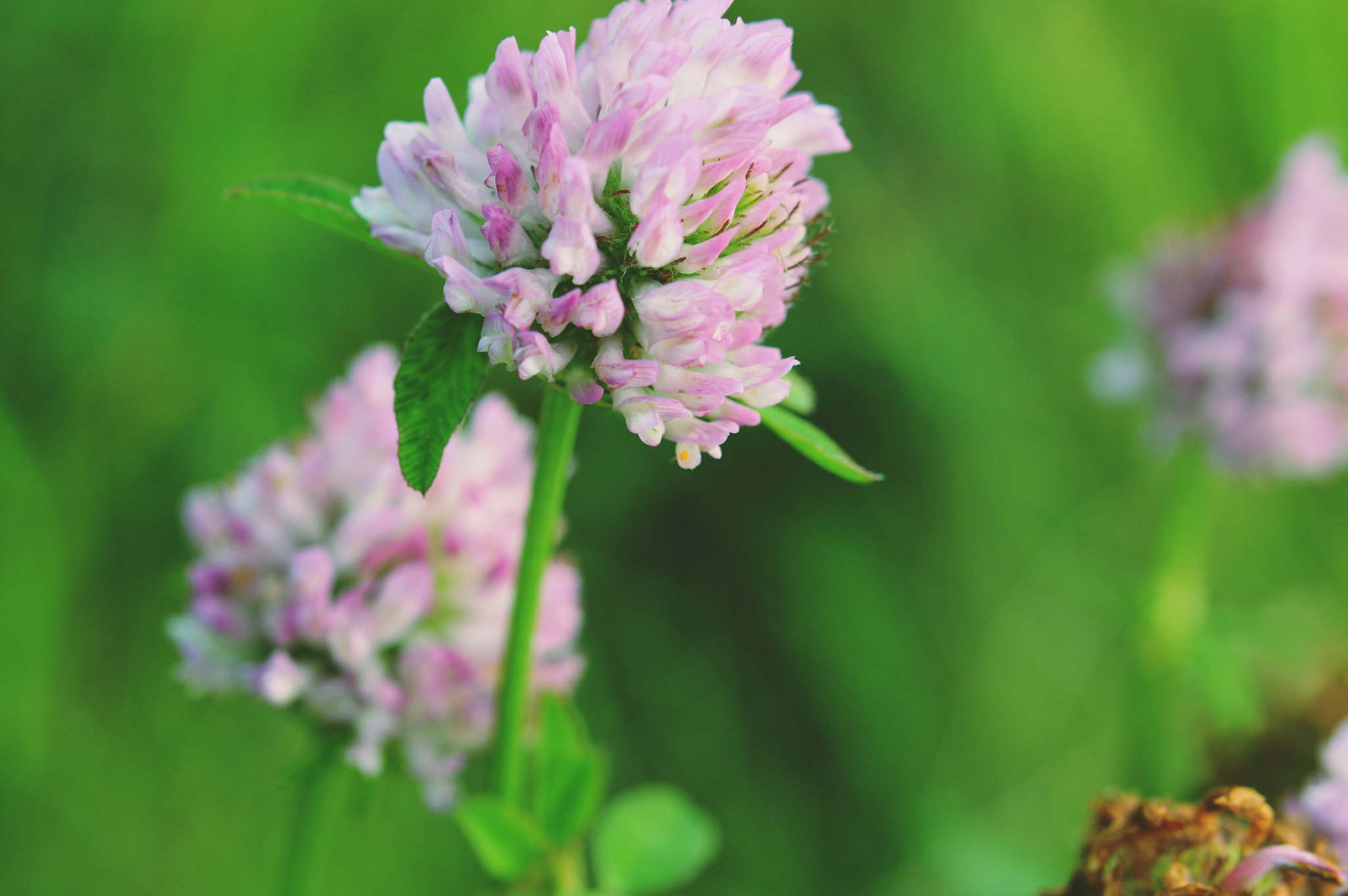 Nikon AF-S Micro-Nikkor 60mm F2.8G ED sample photo. A close-up photography