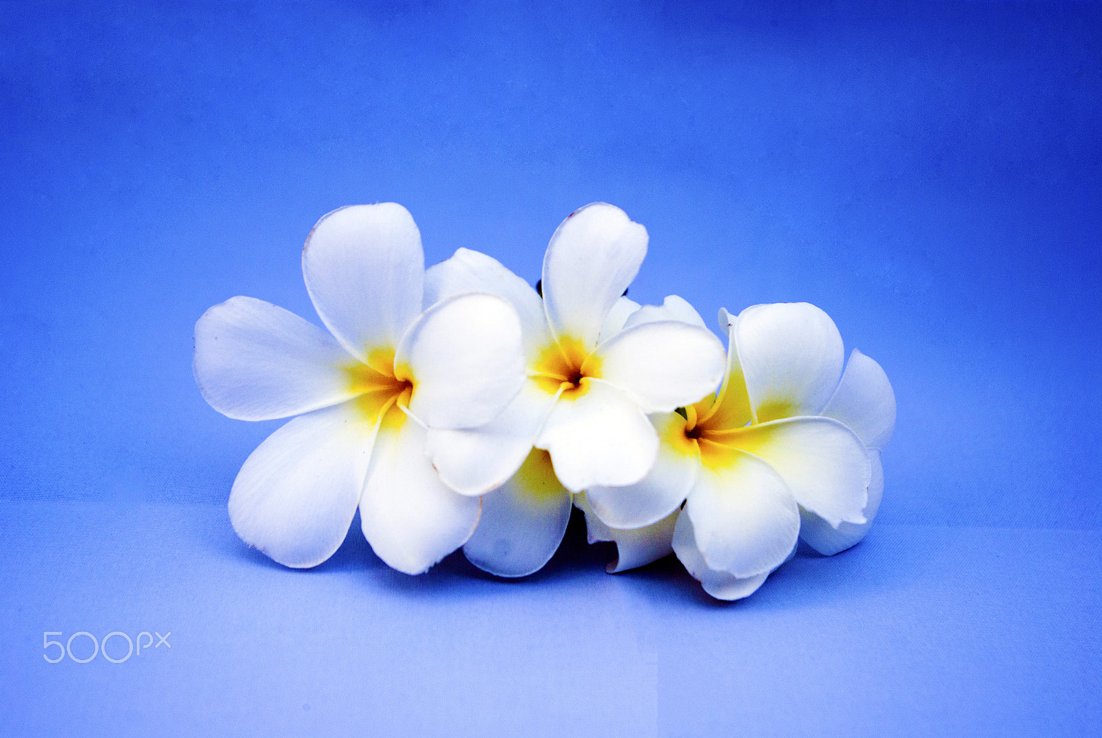 Samsung GX-10 sample photo. Frangipani,white and yellow  on blue background photography