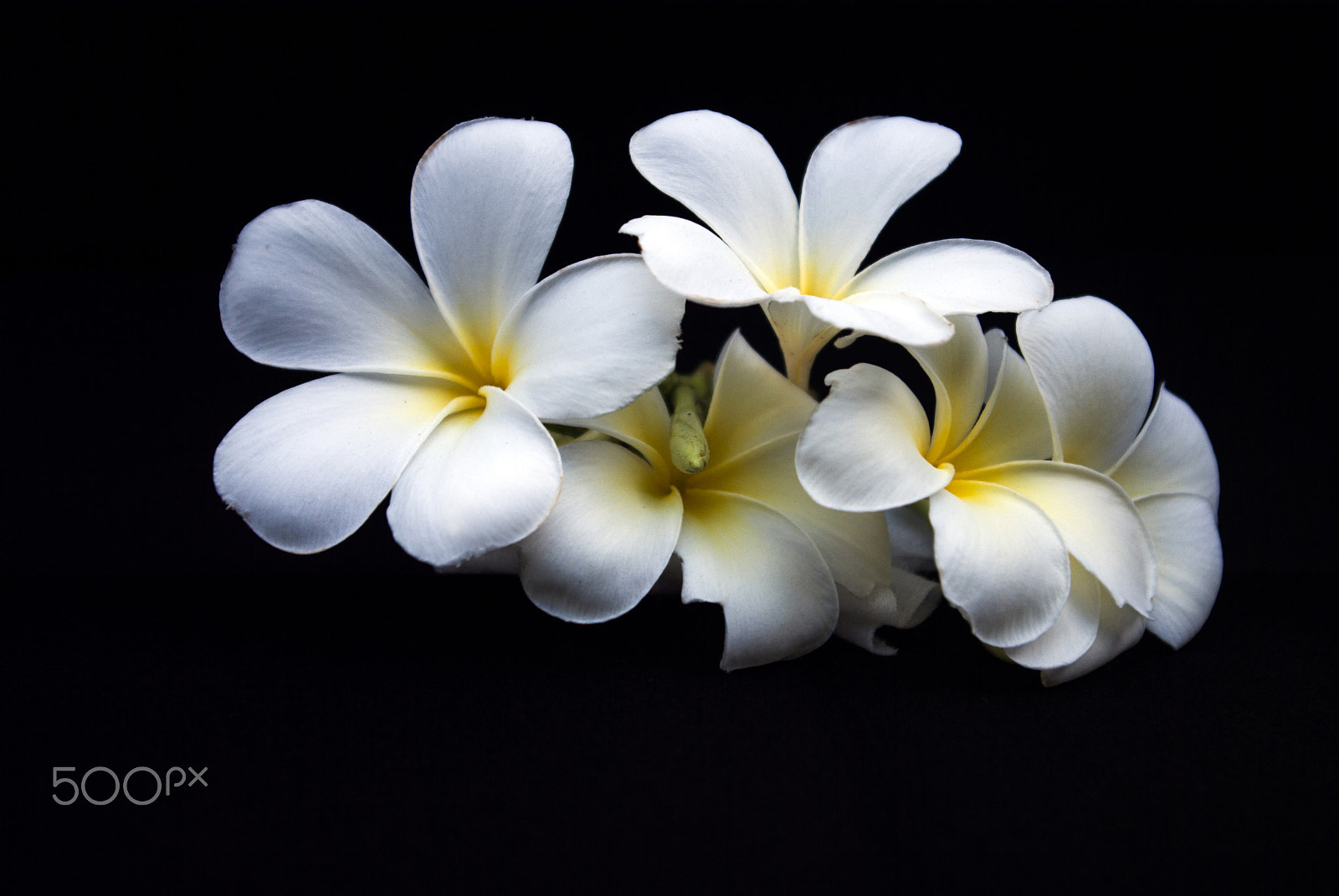 Samsung GX-10 sample photo. Frangipani,white and yellow  on dark background photography