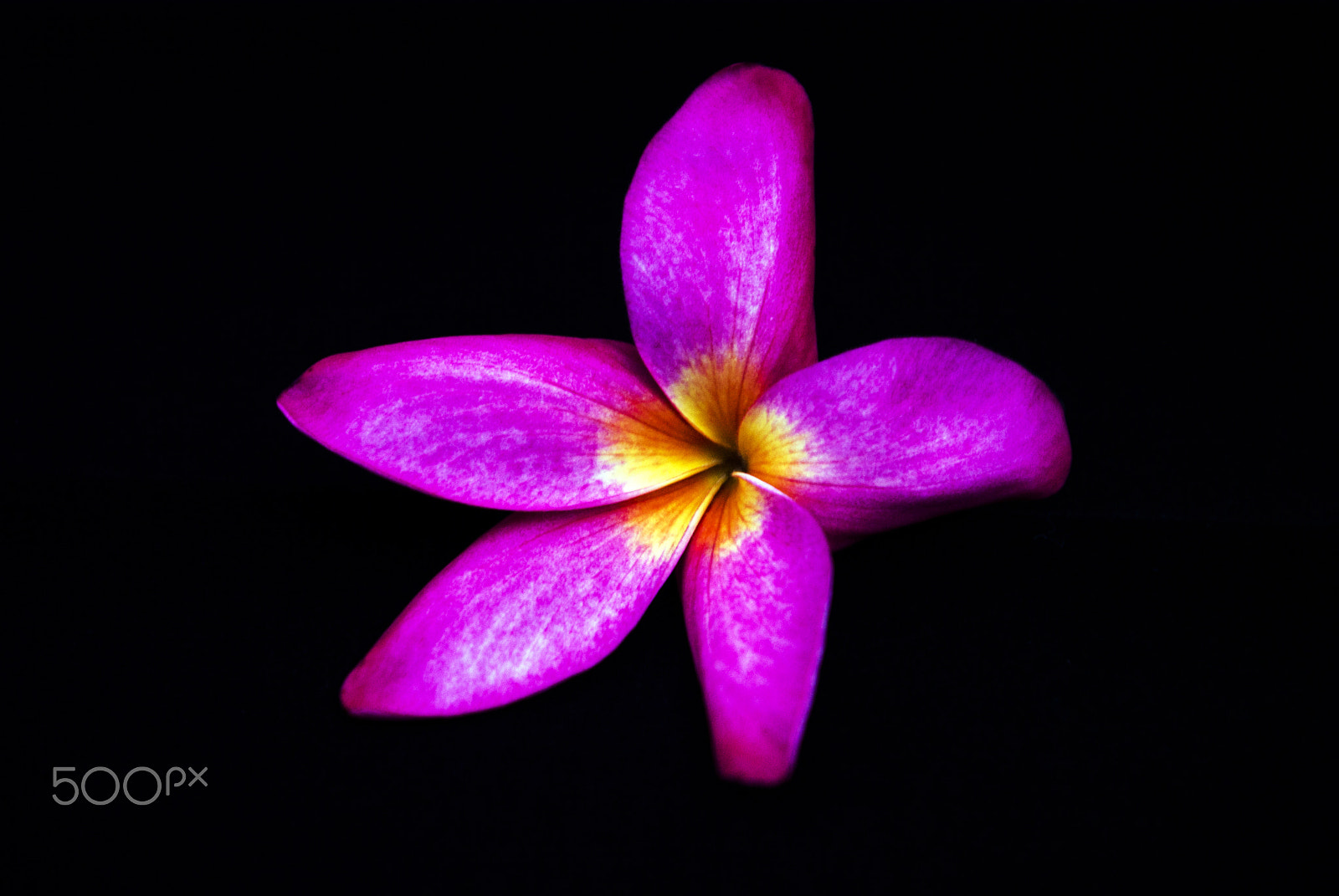 Samsung GX-10 sample photo. Red frangipani on dark black background photography