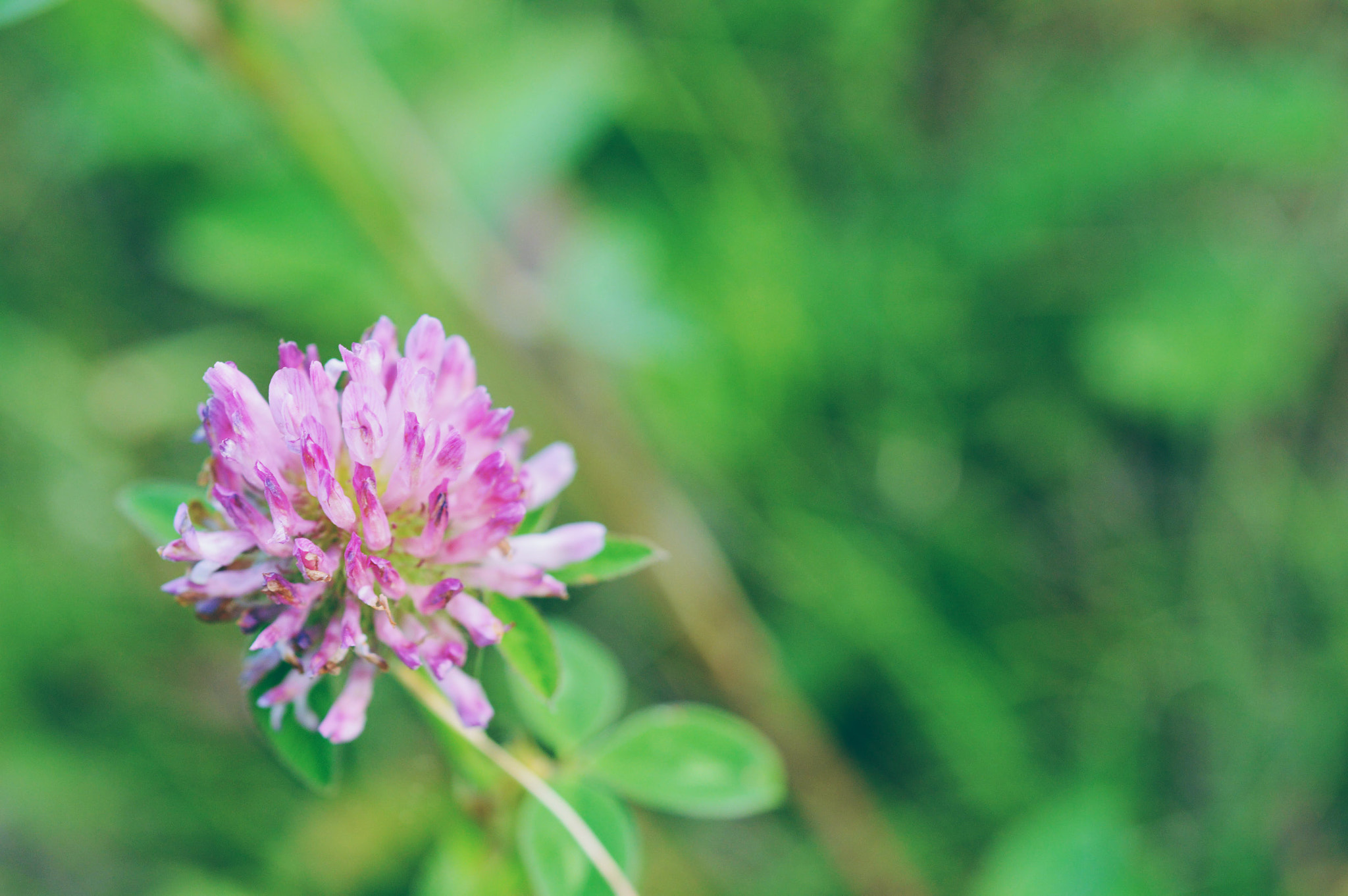 Nikon AF-S Micro-Nikkor 60mm F2.8G ED sample photo. Clover ☘️ photography