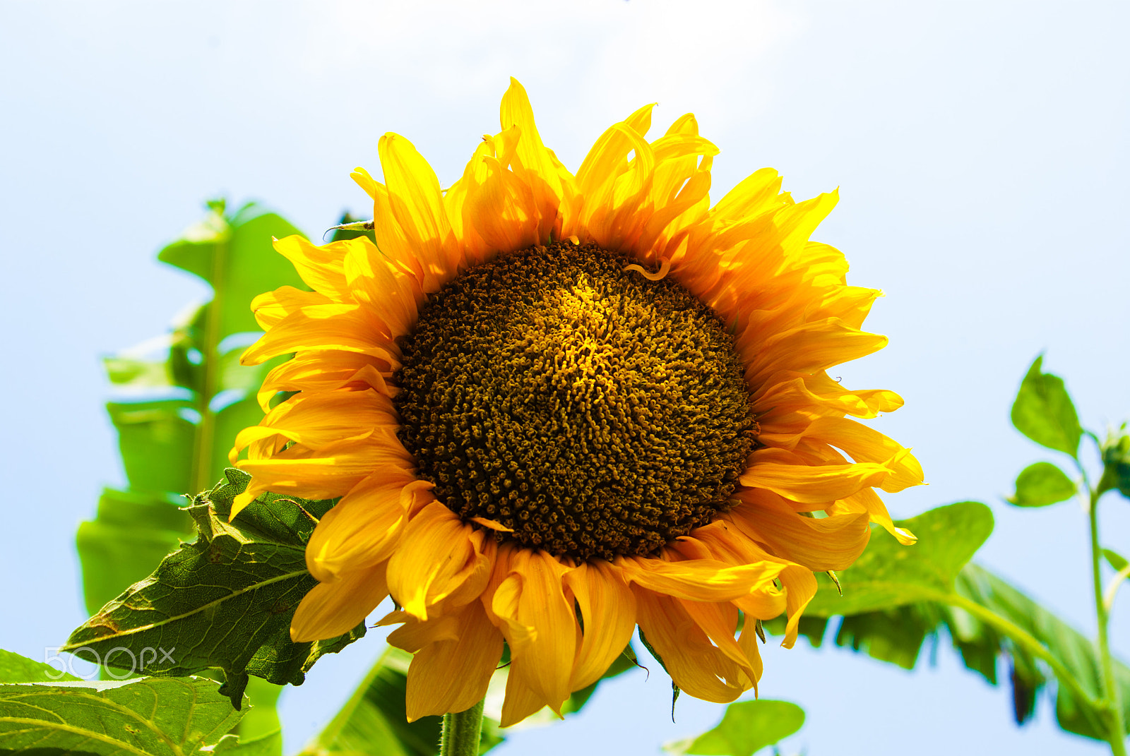 Samsung GX-10 sample photo. Sunflower yellow beautiful photography